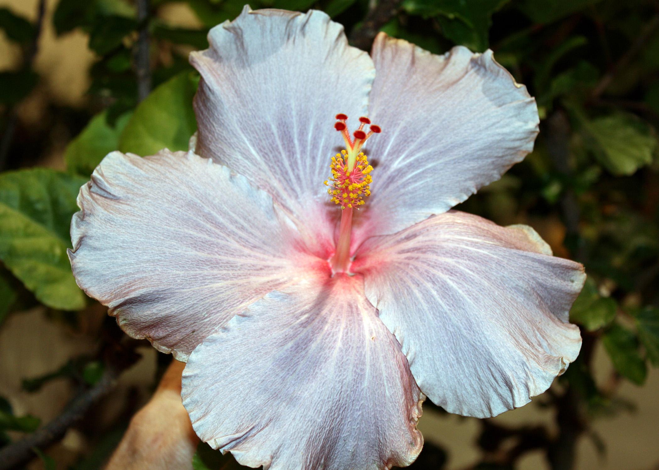The Cajun hibiscus series is a wonderful line that has 38 colorful selections, including Cajun Gray. (Photo by MSU Extension Service/Gary Bachman)