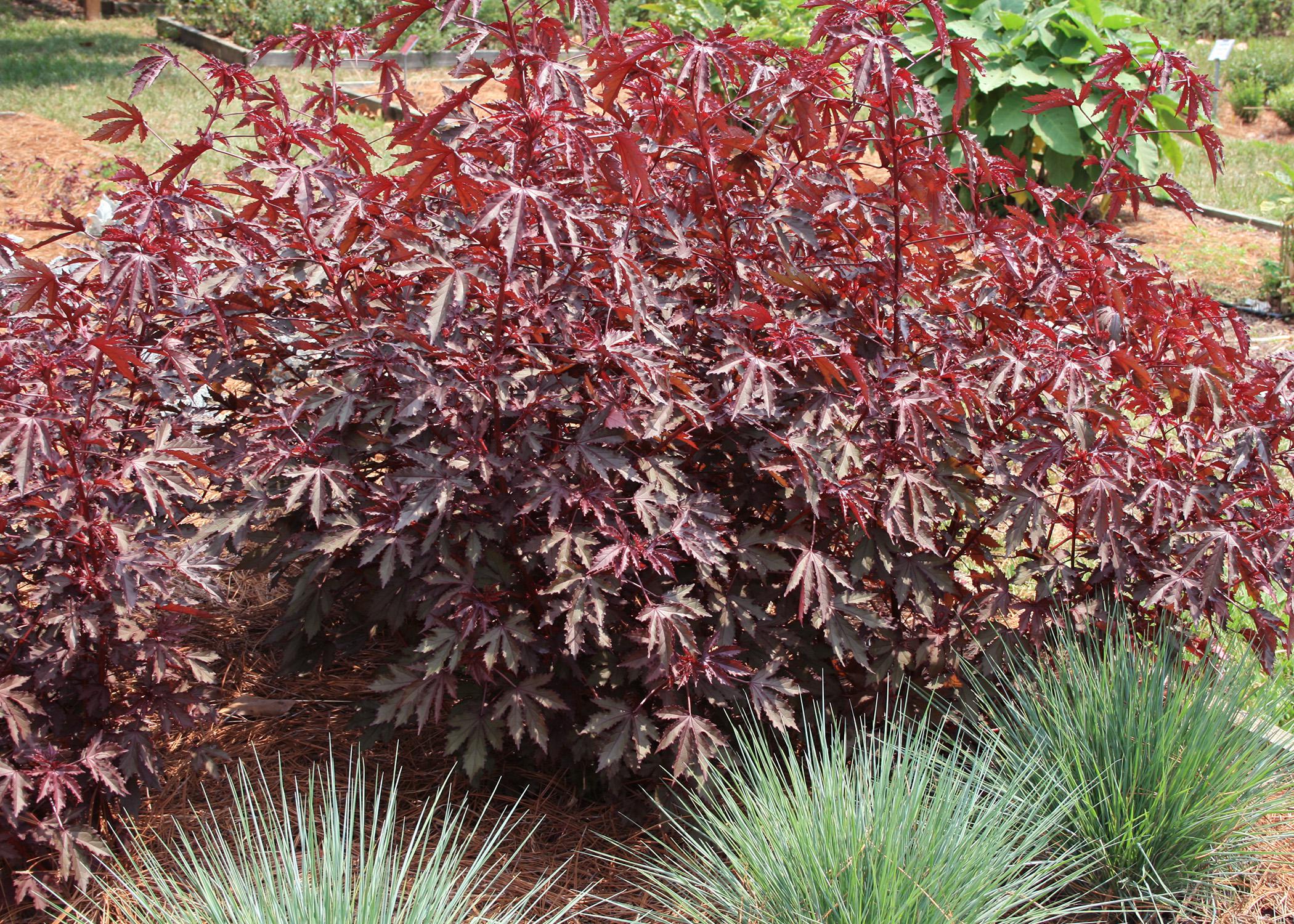 Mahogany Splendor hibiscus looks a lot like a Japanese maple. Leaves are either a dramatic, dark purplish-burgundy or a rusty, intense green, depending on sun and shade. (Photo by MSU Extension Service/Gary Bachman)