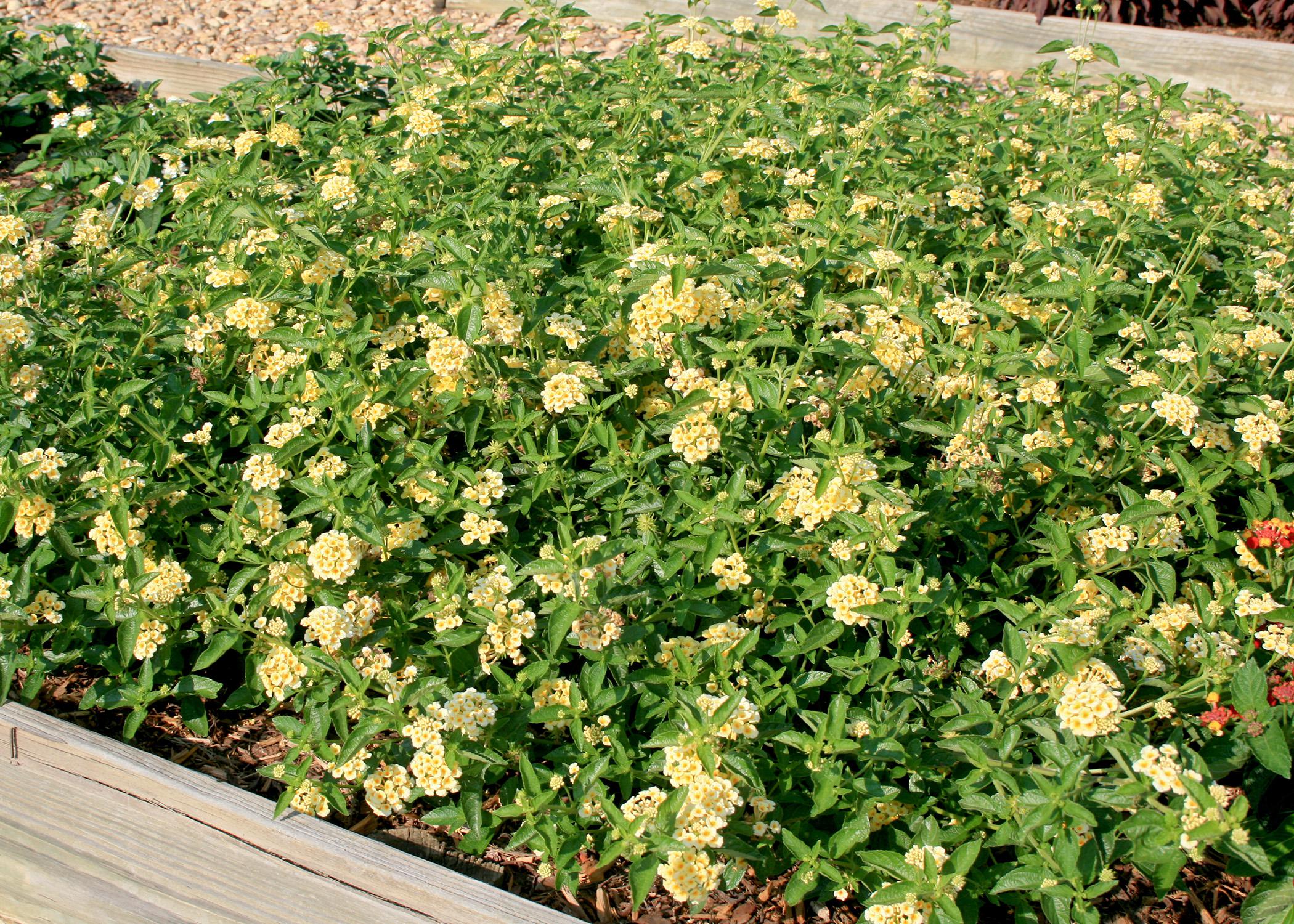 Luscious lantanas, such as this Lemonade selection, are excellent groundcover choices. (Photo by MSU Extension Service/Gary Bachman)