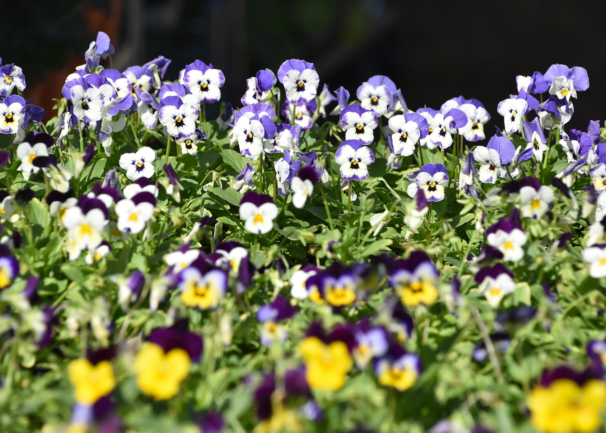 Violas come in a wide variety of colors and produce flowers in prolific numbers. (Photo by MSU Extension Service/Gary Bachman)
