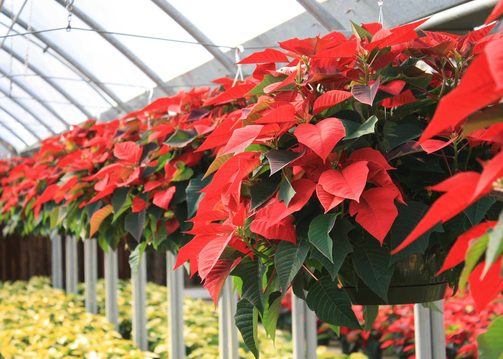 Traditional, bright-red poinsettias are a popular holiday decorative plant. (Photo by MSU Extension Service/Gary Bachman)