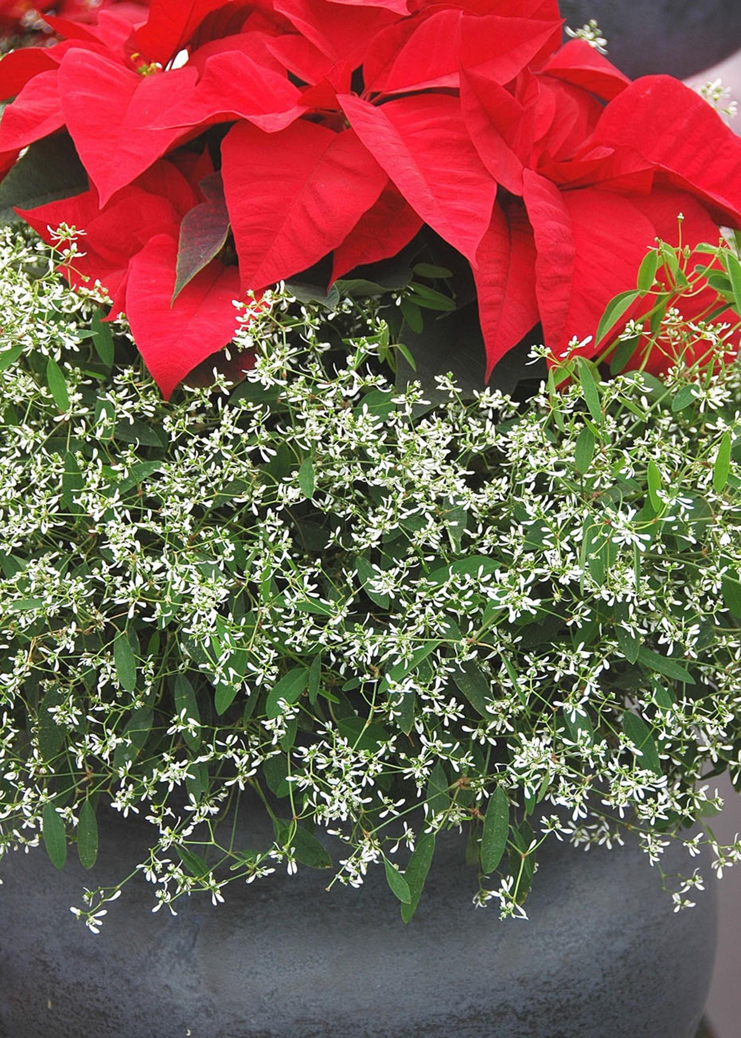 The hundreds of tiny, white flowers of Diamond Frost provide the perfect contrast to a favorite poinsettia color grouped together in one container. (File Photo/ MSU Extension)