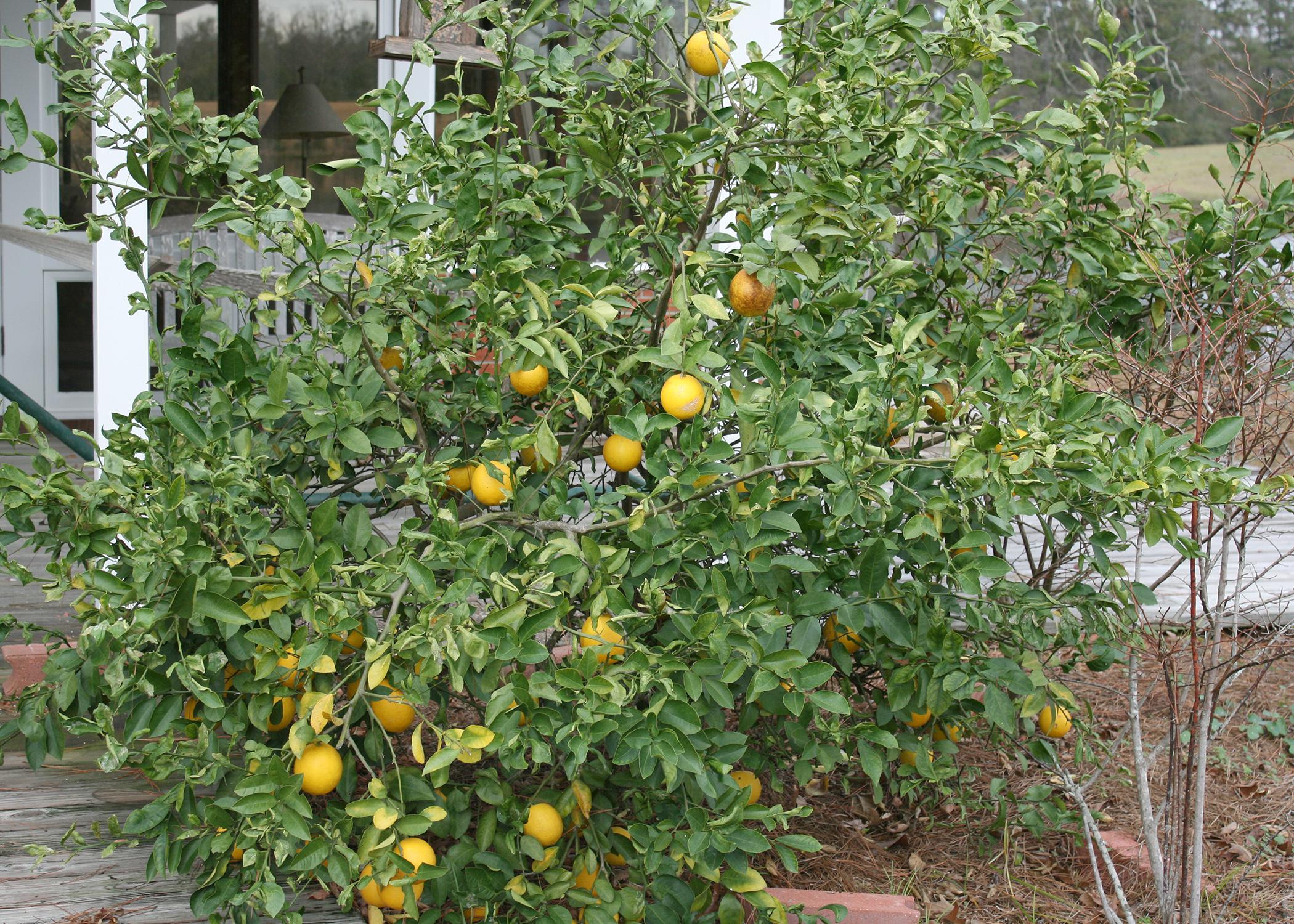 Citrus trees such as this Meyer lemon perform well in Mississippi, but they need protection from cold weather. (Photo by MSU Extension/Gary Bachman)