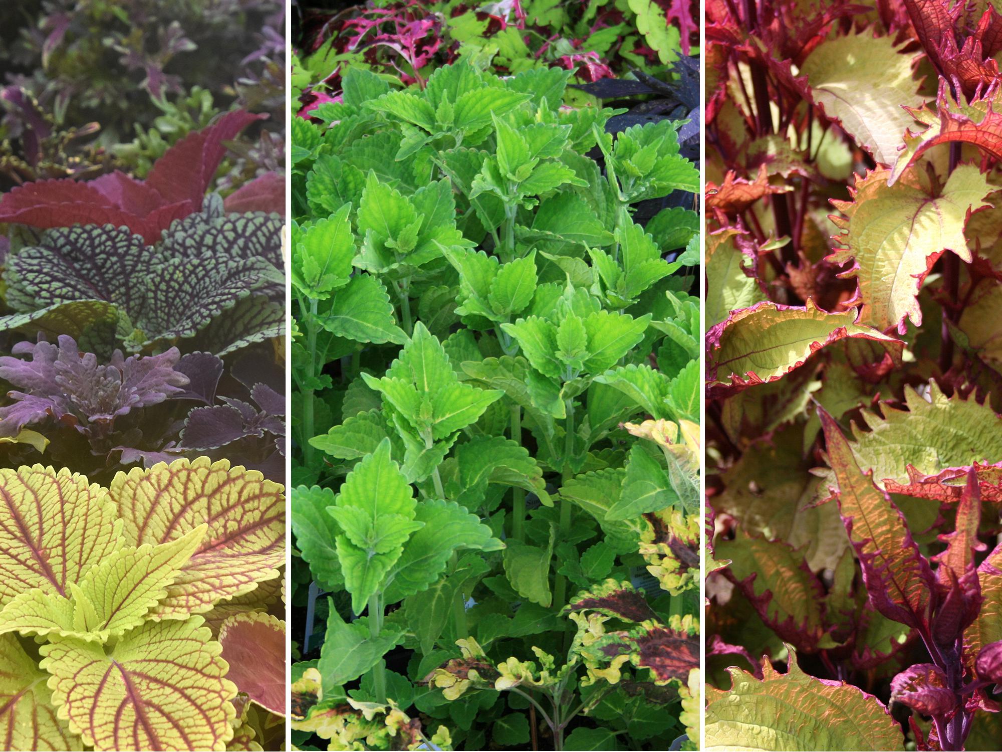 Sun coleuses (left) thrive in the Deep South but require constant moisture during summer months. —- A 2010 Mississippi Medallion winner, the Electric Lime coleus (middle) is durable and pairs well with spring and fall foliage. —- Henna coleus (right) has chartreuse and copper colors on the tops of its leaves and shades of burgundy underneath. (Photos by Gary Bachman/MSU Extension)