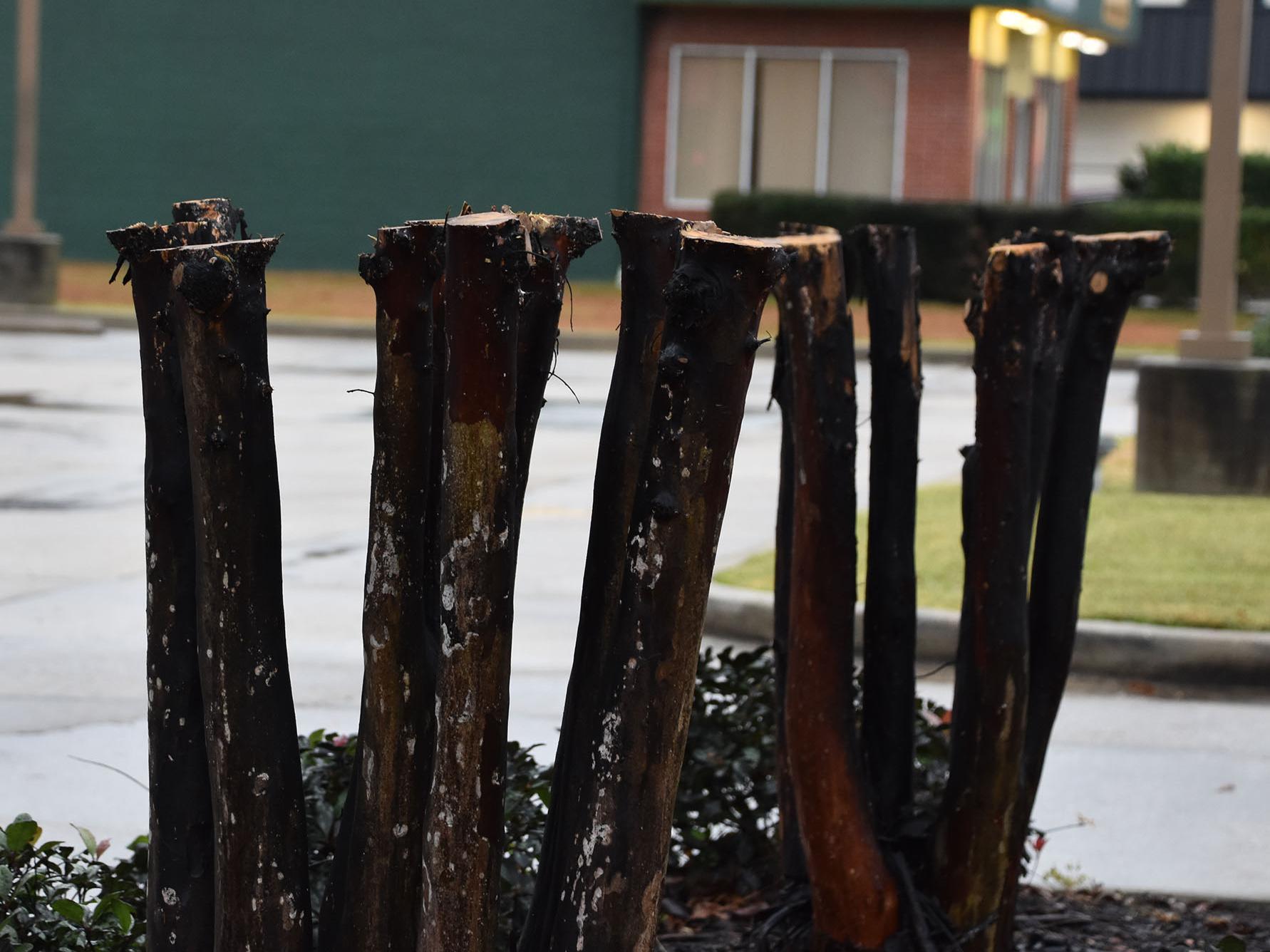 Hard pruning of crape myrtles produces what appears to be lusher growth, but this results in a decrease in overall flowering. (Photo by MSU Extension Service/Gary Bachman)