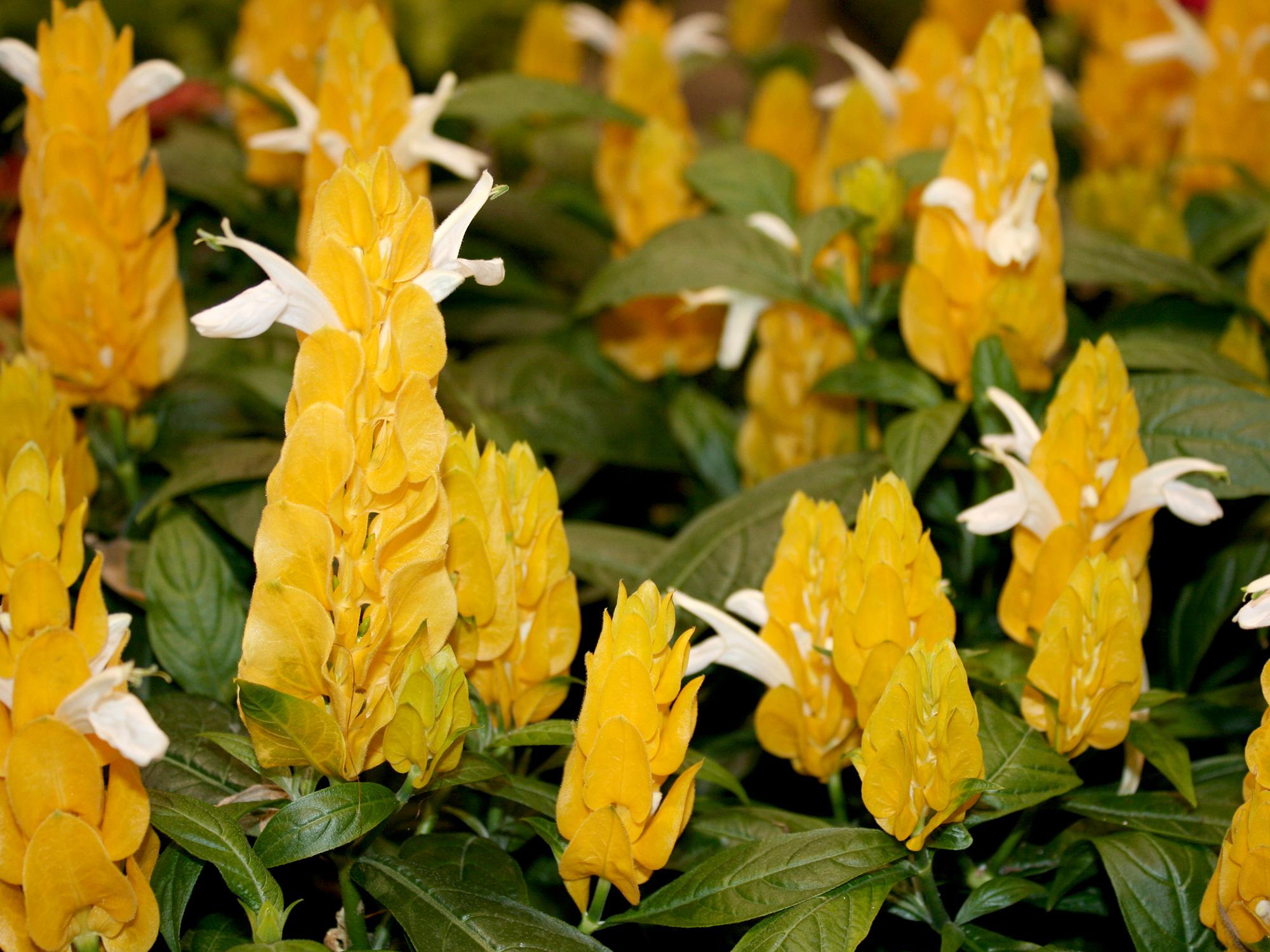 The yellow shrimp plant is easy to grow and will bloom all summer long. Plant and grow the plants where they can receive full morning sun but get some shade for protection from afternoon sunlight. (Photo by MSU Extension/Gary Bachman)