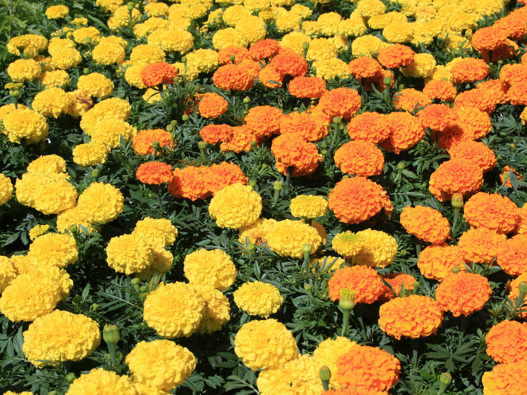 American marigolds are often called African marigolds. The Antigua series is popular, such as this orange-and-yellow variety. (Photo by MSU Extension/Gary Bachman)