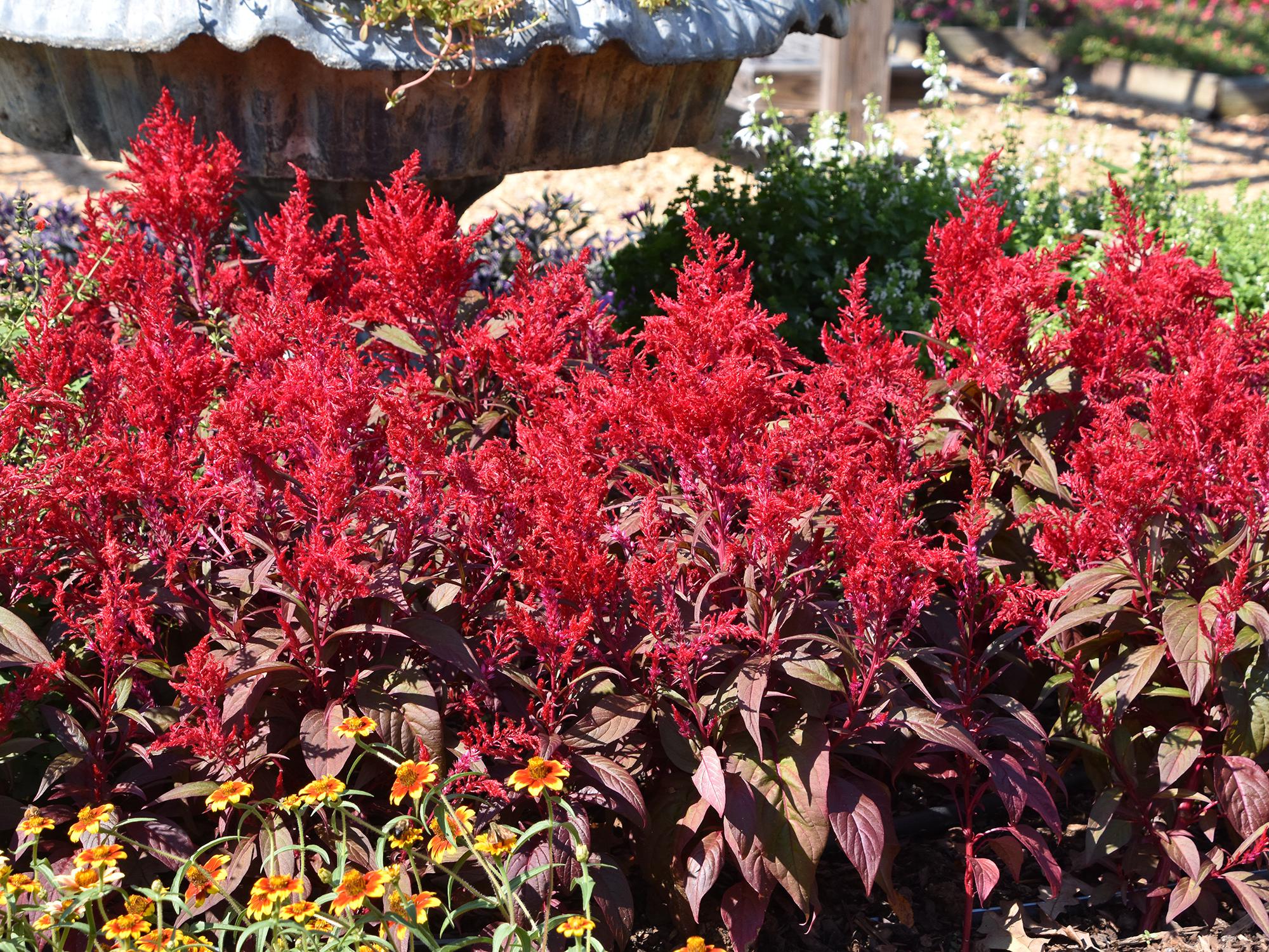 Dragon’s Breath celosias grow equally well in the landscape bed or in a patio container. Its unique red-green foliage is topped with blazing red, feathery flowers. (Photo by MSU Extension/Gary Bachman)