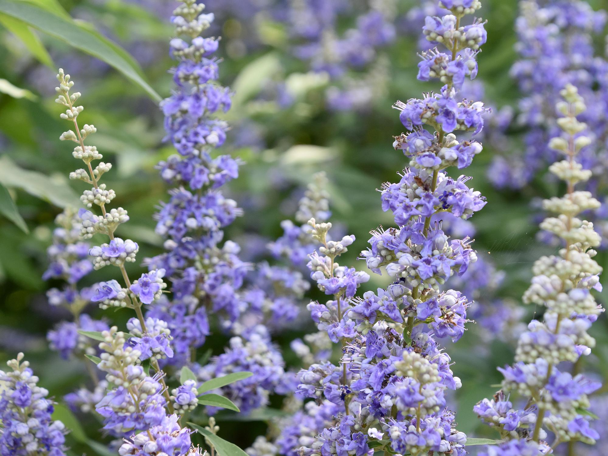 Vitex flower spikes can reach 18 inches long. During the initial flush, the show of flowers may resemble a hazy blue or purplish cloud. (Photo by MSU Extension/Gary Bachman)
