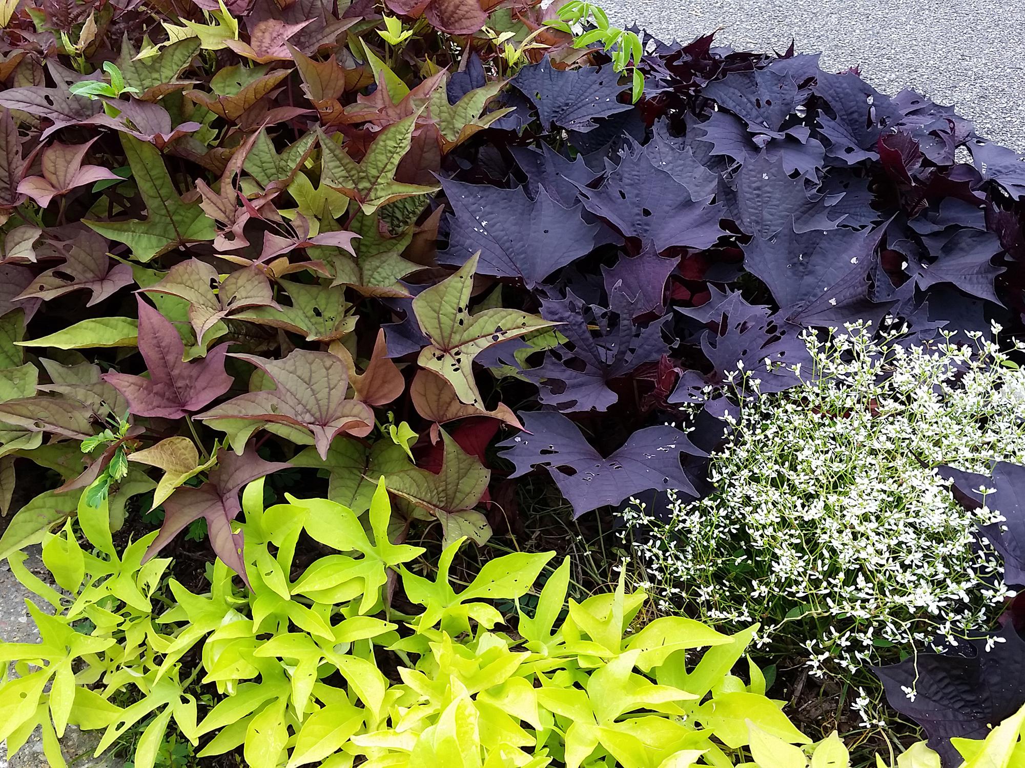 The deep purple of a Sweet Caroline Bewitched sweet potato vine grows alongside the Bright Ideas Rusty Red and Bright Ideas Lime varieties, with Diamond Frost Euphorbia providing a pop of tiny white flowers. (Photo by MSU Extension/Gary Bachman)