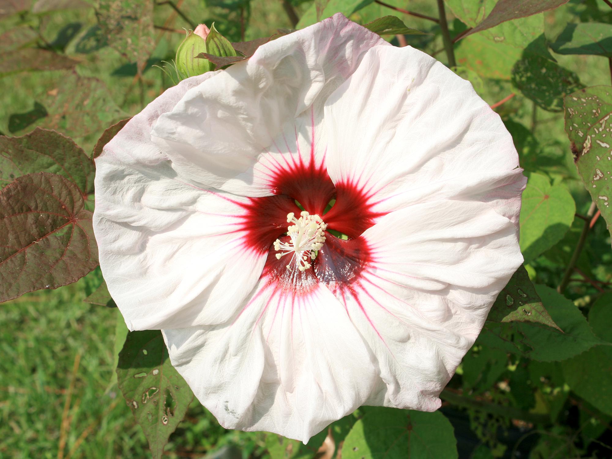 Hardy hibiscuses can withstand Mississippi winters and have massive flowers. Many bright and beautiful colors are available, such as this Summerific Cherry Cheesecake. (Photo by MSU Extension/Gary Bachman)