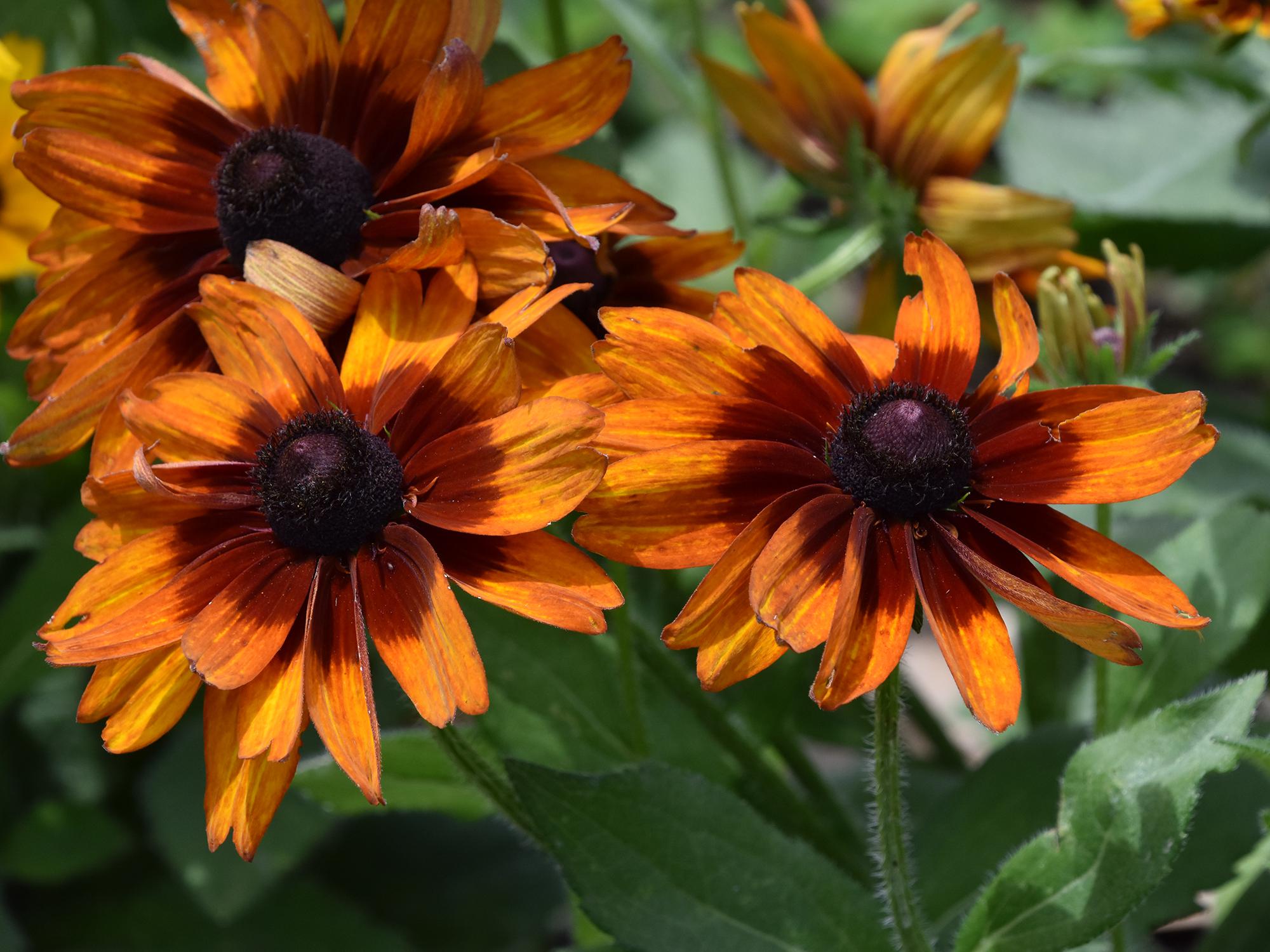 Cherokee Sunset produces large flowers that are a mix of single and doubles. The warm, autumnal colors on sturdy stems make them a good choice for use in fall indoor arrangements. (Photo by MSU Extension/Gary Bachman)