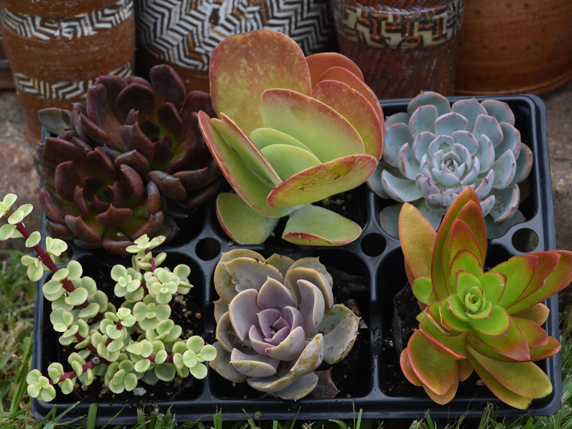 Succulents, plants with soft, juicy leaves and stems, are good choices for low-water-use gardening. (Photo by MSU Extension Service/Gary Bachman)