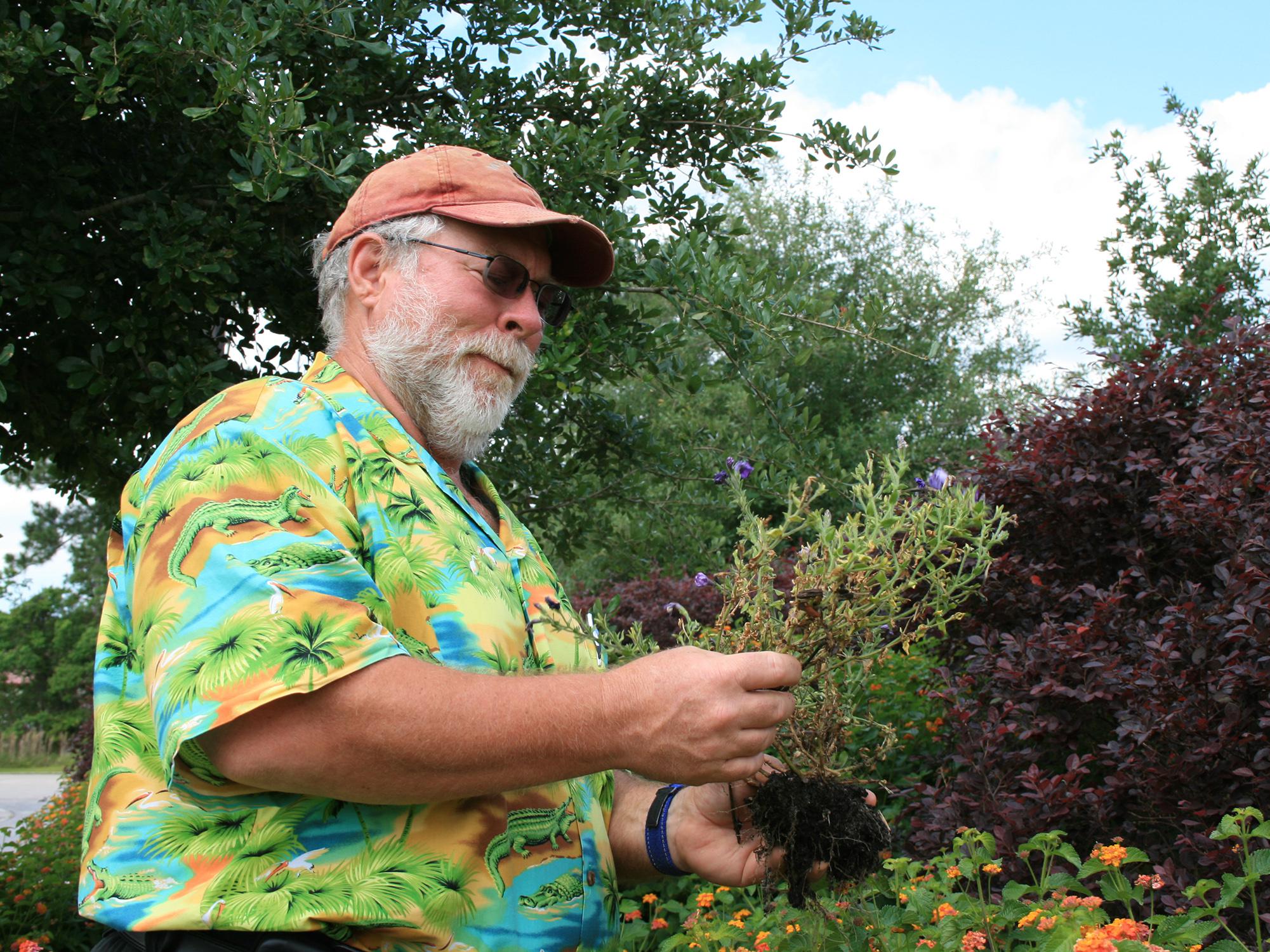“Detective Bachman” examines a struggling plant to figure out how to fix a problem it faced in the landscape. (Photo by MSU Extension Service)