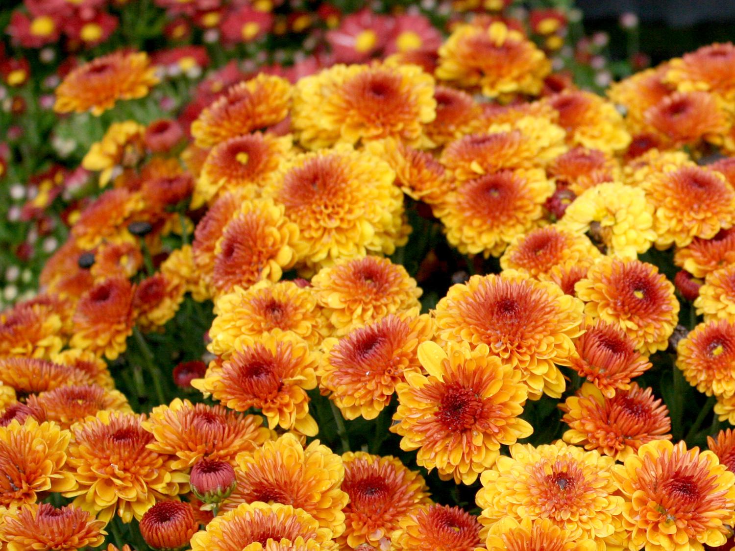 Fall mums are a useful bridge crop between summer and fall. They can be treated as seasonal annuals to provide an easy and reliable display of color for the in-between period. (Photo by MSU Extension/Gary Bachman)