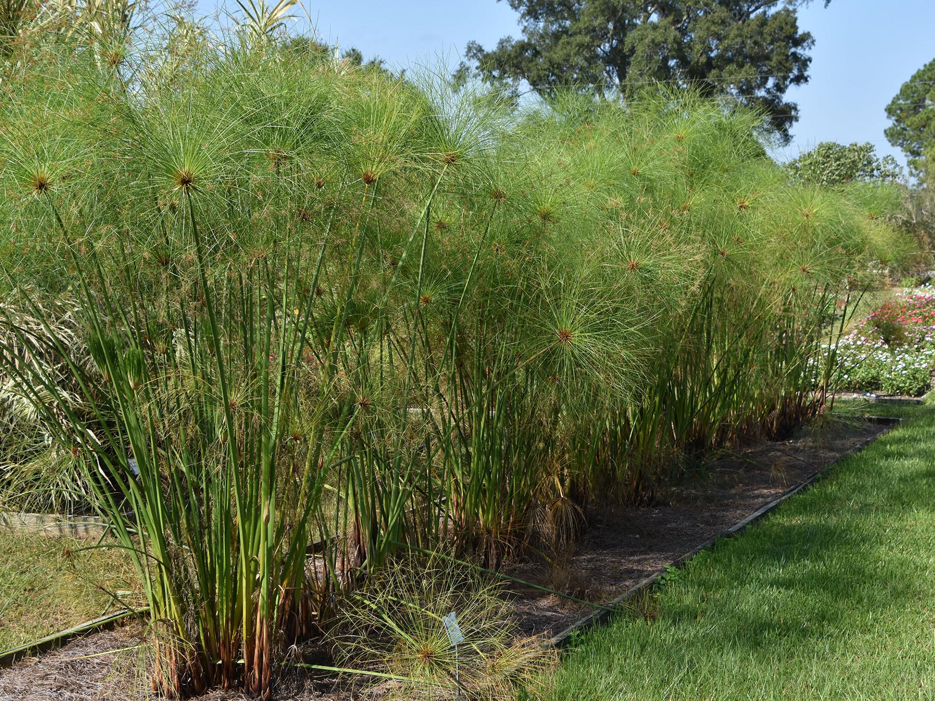 King Tut papyrus, growing here at the Mississippi State University South Mississippi Branch Experiment Station in Poplarville, make a good addition to Mississippi landscapes either as an annual or a perennial. (Photo by MSU Extension/Gary Bachman)