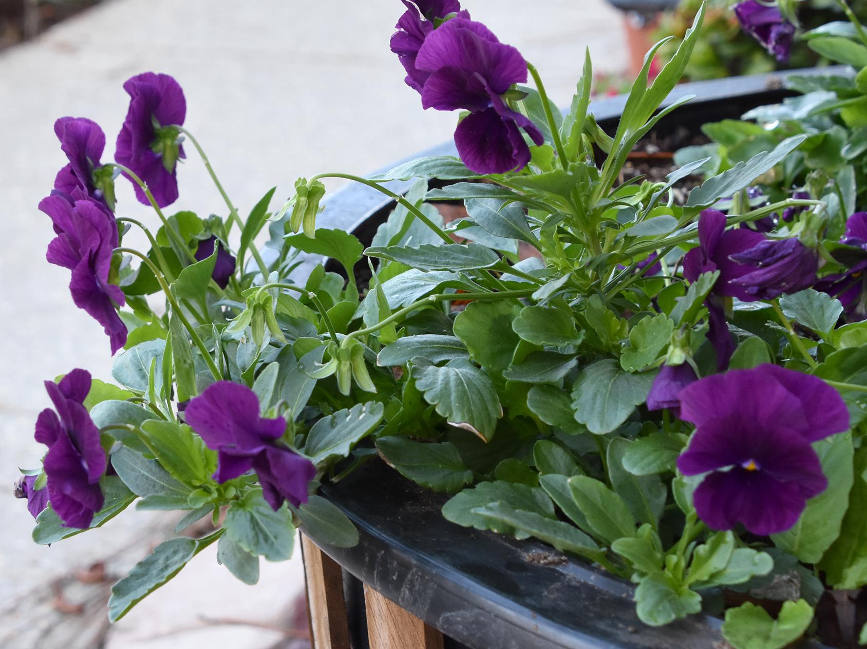 Cool Wave pansies are more vigorous than standard pansy varieties and have a trailing growth habit that makes them ideal for filling landscape beds or spilling from hanging baskets. (Photo by MSU Extension/Gary Bachman)
