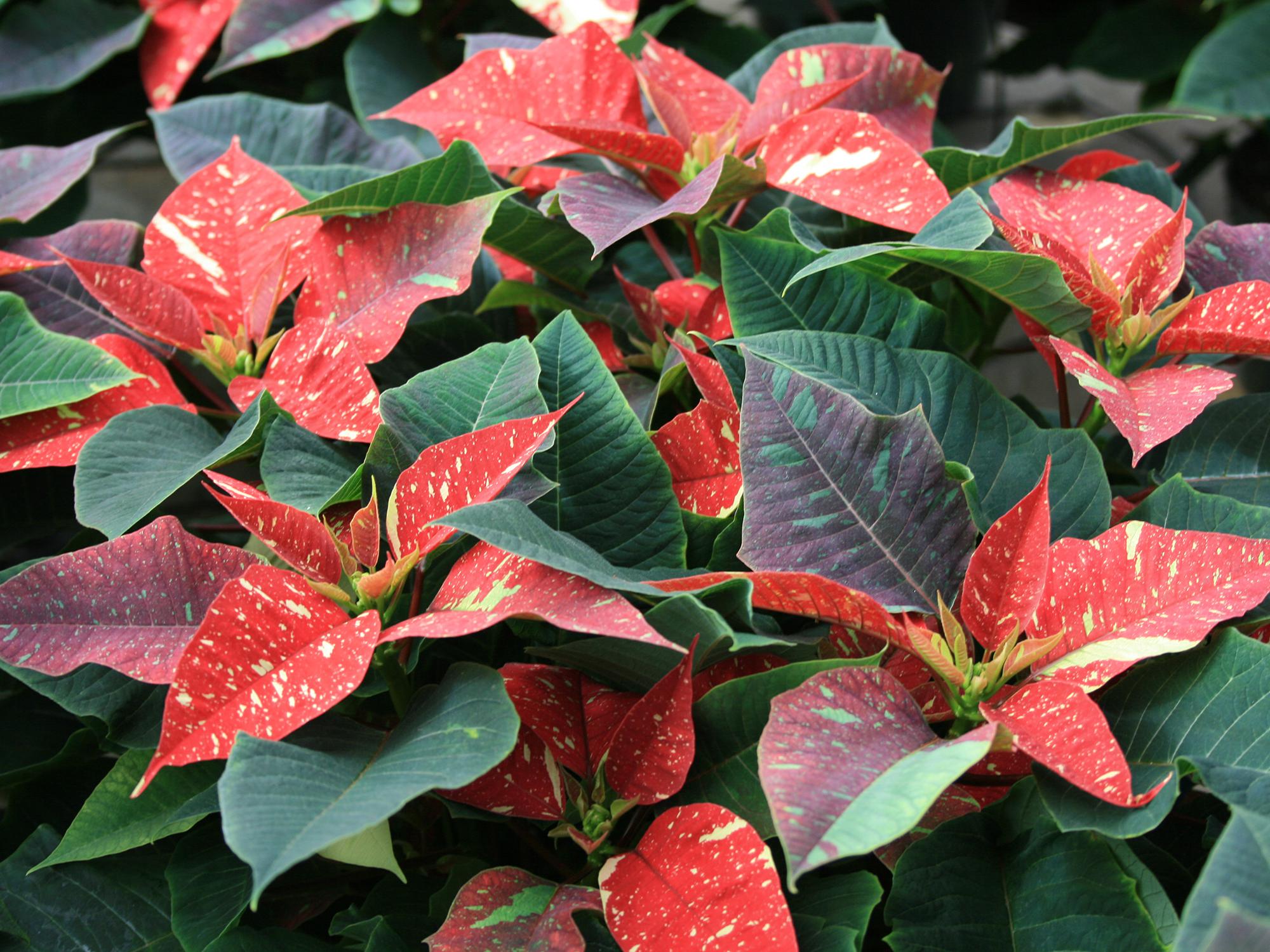 Red poinsettias are the traditional choice for many holiday gardeners, but other possibilities include these Jingle Bells poinsettias. (Photo by MSU Extension/Gary Bachman)