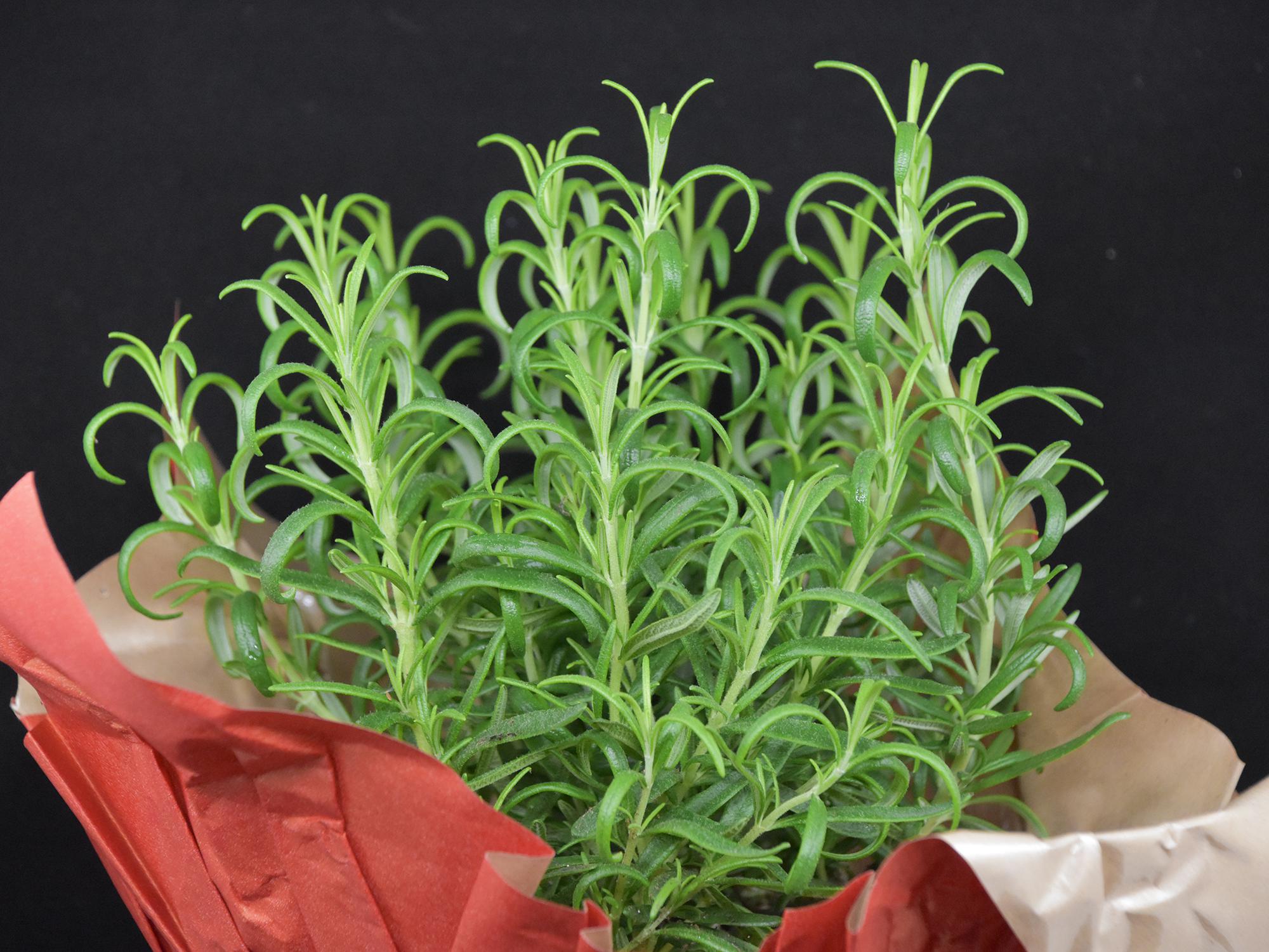 Herb plants make excellent gifts, as they can add beauty to indoor décor and good flavors to holiday meals. (Photo by MSU Extension/Gary Bachman)