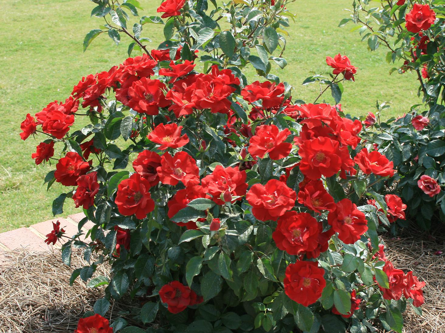 Roses are a beautiful addition to home landscapes, and certain modern varieties offer reliable performance without requiring expert care. (Photo by MSU Extension/Gary Bachman)
