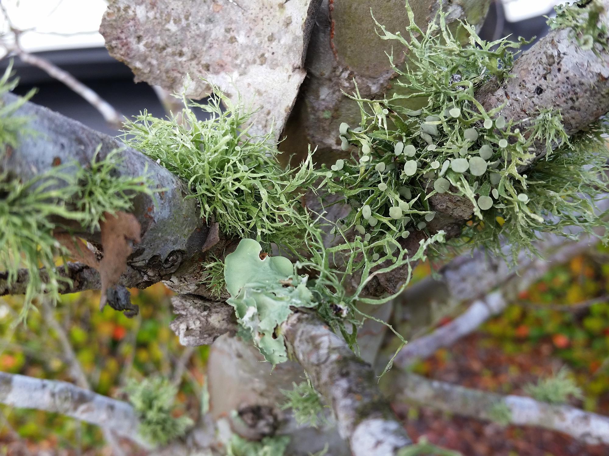 Lichen are an unlikely combination of fungi and algae living in a symbiotic relationship on the bark of plants. This type of lichen resembles highly branched balls of fuzz. (Photo by MSU Extension/Gary Bachman)