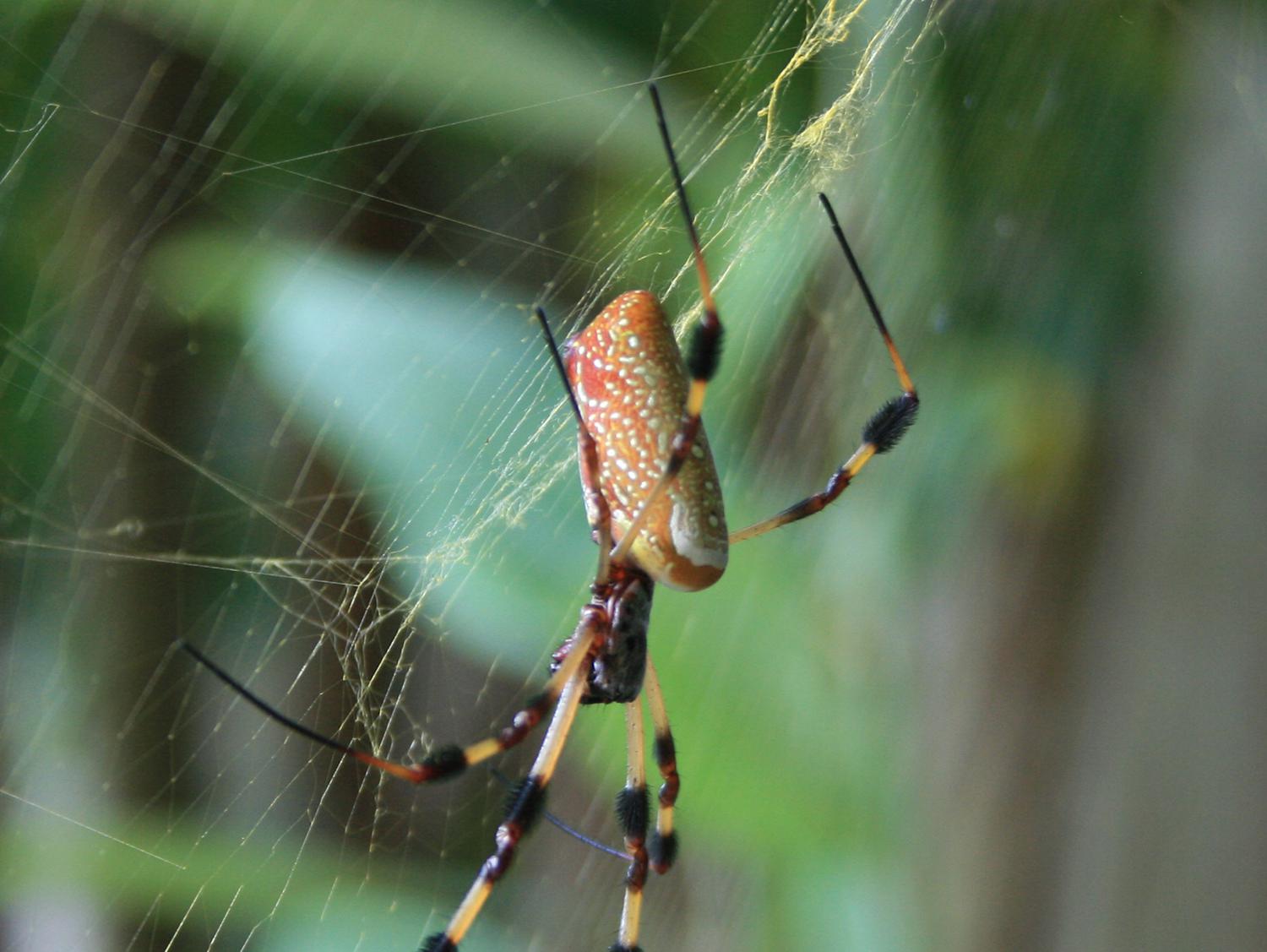 The Golden Silk Orb Weaver is found all along the Gulf Coast, as well as Central and South America. (Photo by MSU Extension/Gary Bachman)