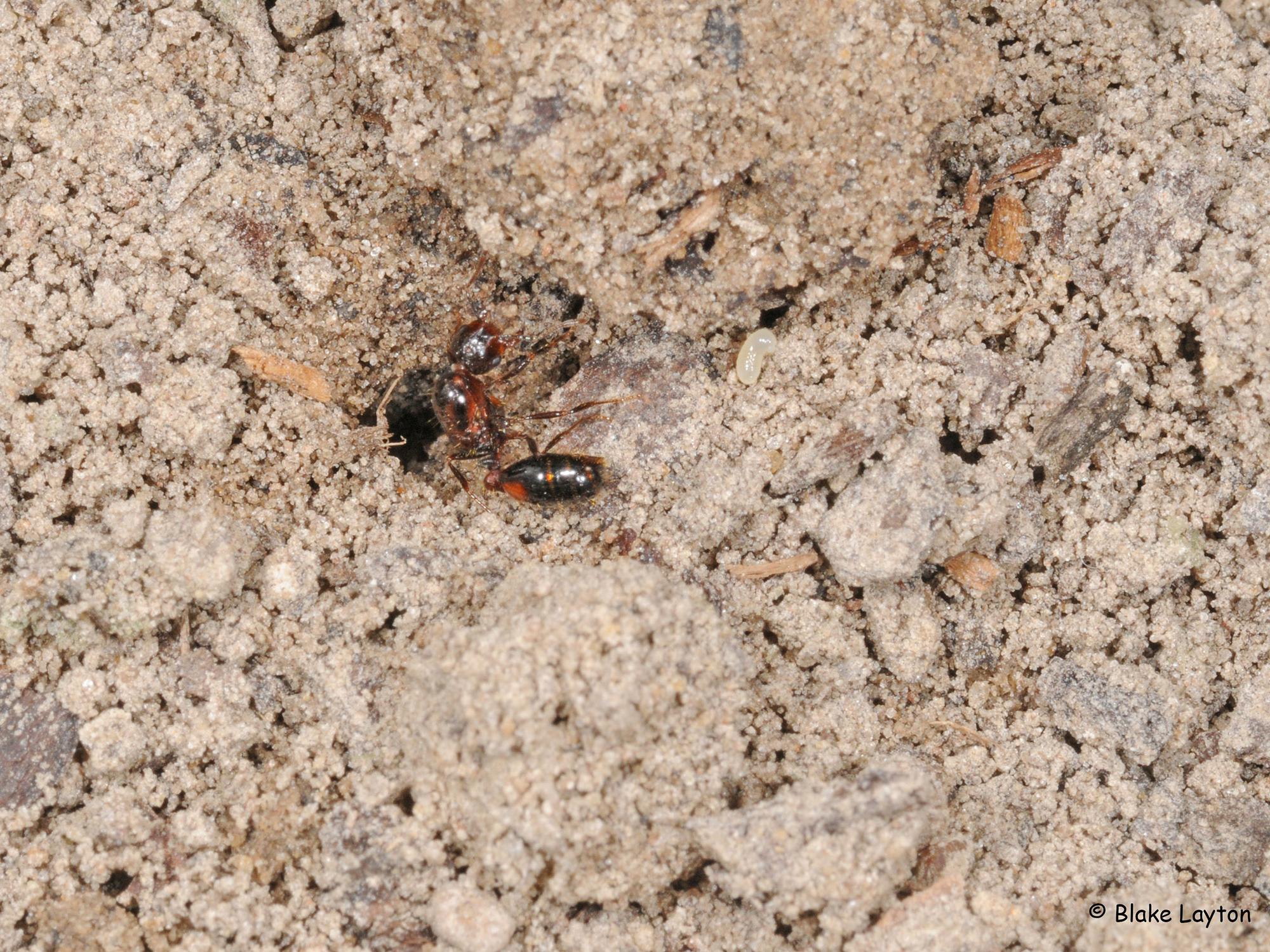 An Imported Fire Ant queen digging in soil.