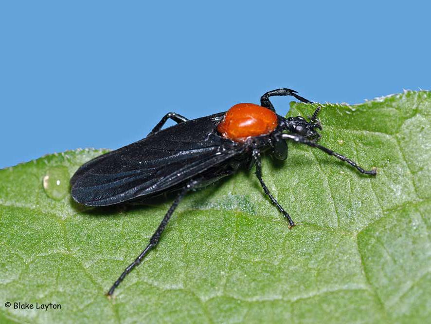 An orange and black fly-like insect.