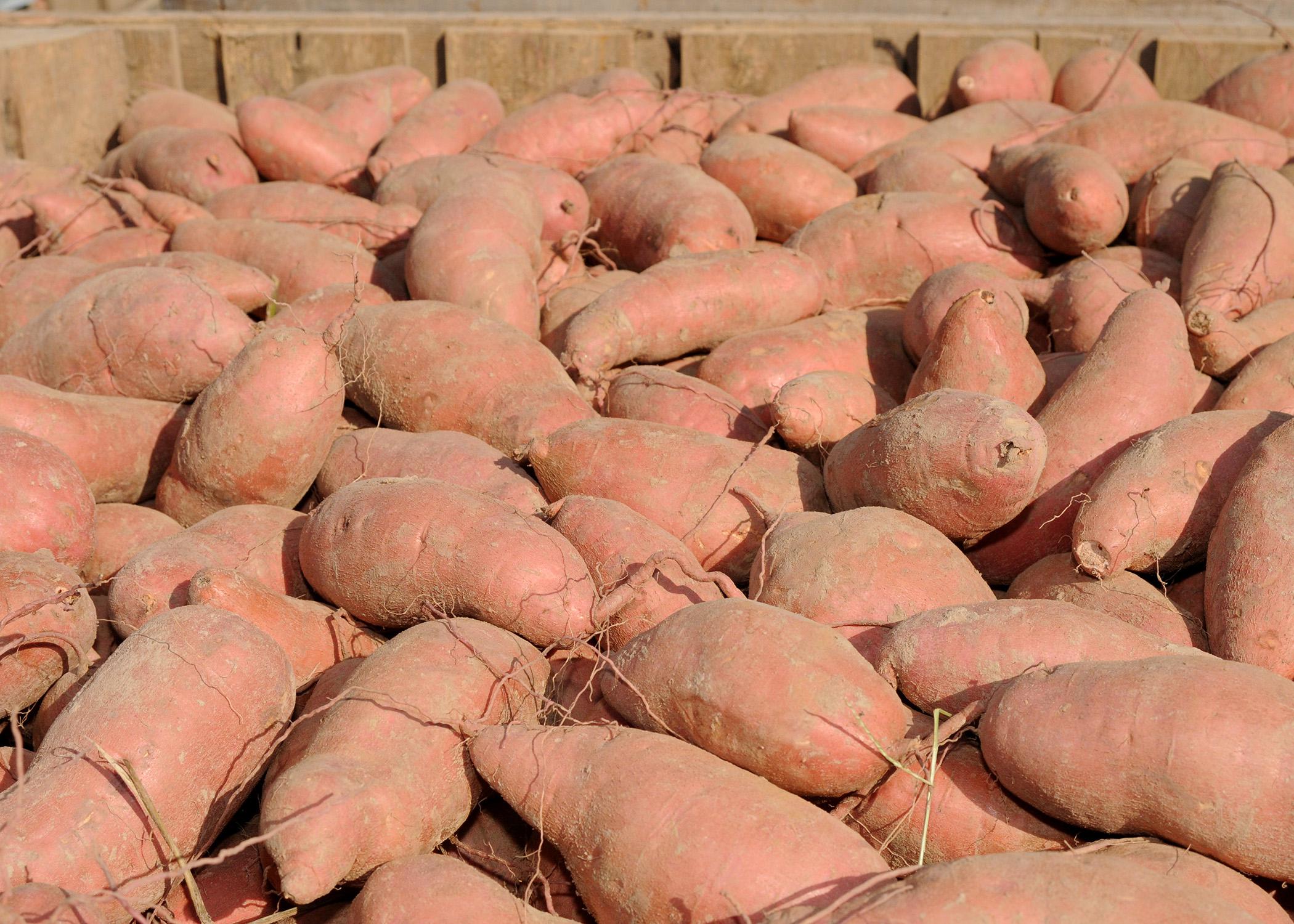 Sweet potato growers, crop consultants and other agricultural professionals can learn about current research and issues at a field day Aug. 20.