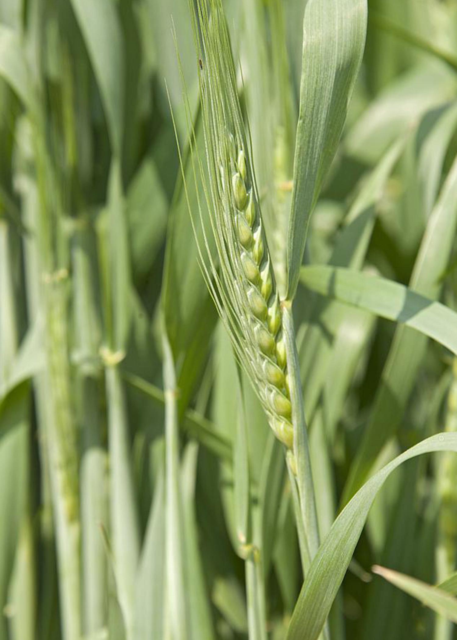 Some producers of winter wheat, such as this wheat grown during the 2013-2014 season at the Mississippi State University R.R. Foil Plant Science Research Center, are eligible for a Supplemental Coverage Option in addition to their crop insurance policies. (File Photo by MSU Ag Communications/Kat Lawrence)