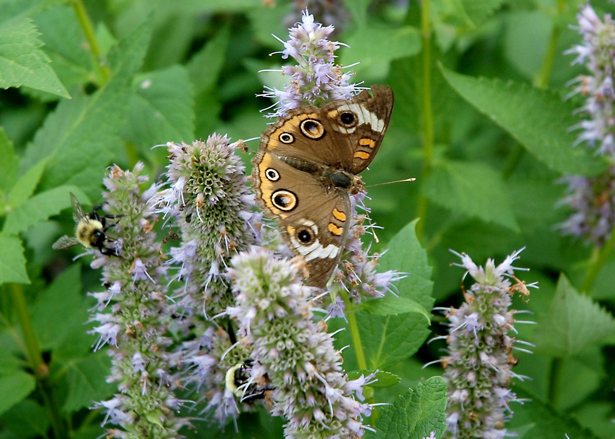 Butterflies, such as this buckeye butterfly, and other plants, animals and insects will be counted during the Mississippi BioBlitz on Sept. 13, 2014, at the Mississippi Museum of Natural Science in Jackson. BioBlitz is a 13-hour event that teams scientists, students, teachers and community members to track down and identify as many local species as possible. (MSU Ag Communications/File Photo)
