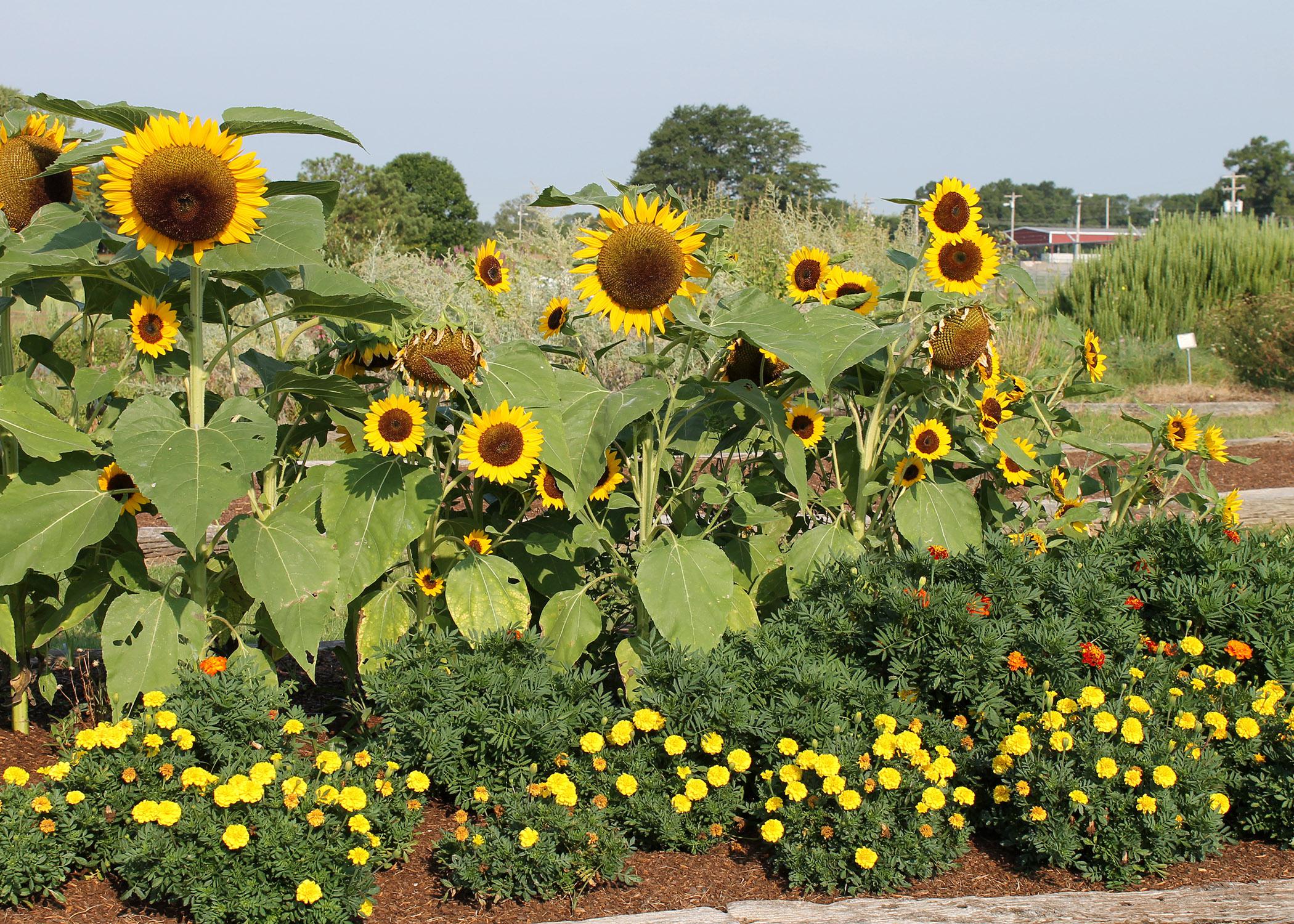 Mississippi State University horticulture experts will lead educational seminars, answer gardening questions, and offer walking and wagon tours of the gardens at the annual fall flower and vegetable tour at the North Mississippi Research and Extension Center in Verona on Sept. 20, 2014. (File Photo)
