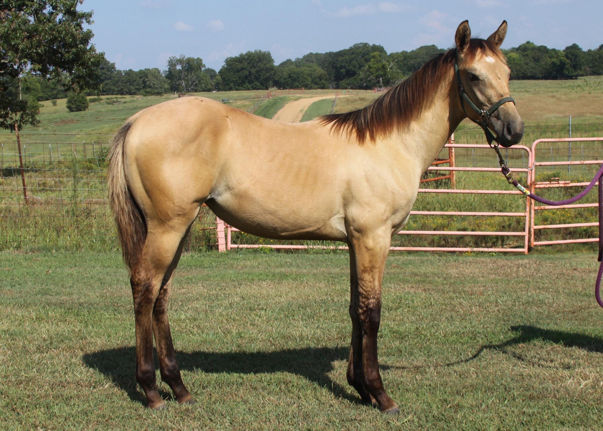 This filly, registered with the American Quarter Horse Association, is one of about 20 horses that will be included in the Mississippi State University horse auction in November. (Submitted Photo)