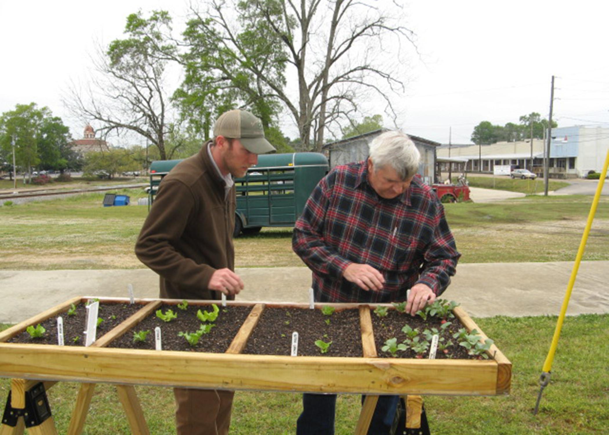 Ross Overstreet, Mississippi State University Extension agent in Lamar County, and Pine Belt Master Gardener Paul Cavanaugh check the progress of plants in the first demonstration salad table in 2013. The project grew in popularity and recently earned the Master Gardeners an international award for excellence. (File photo by MSU Extension Service/Liz Sadler)