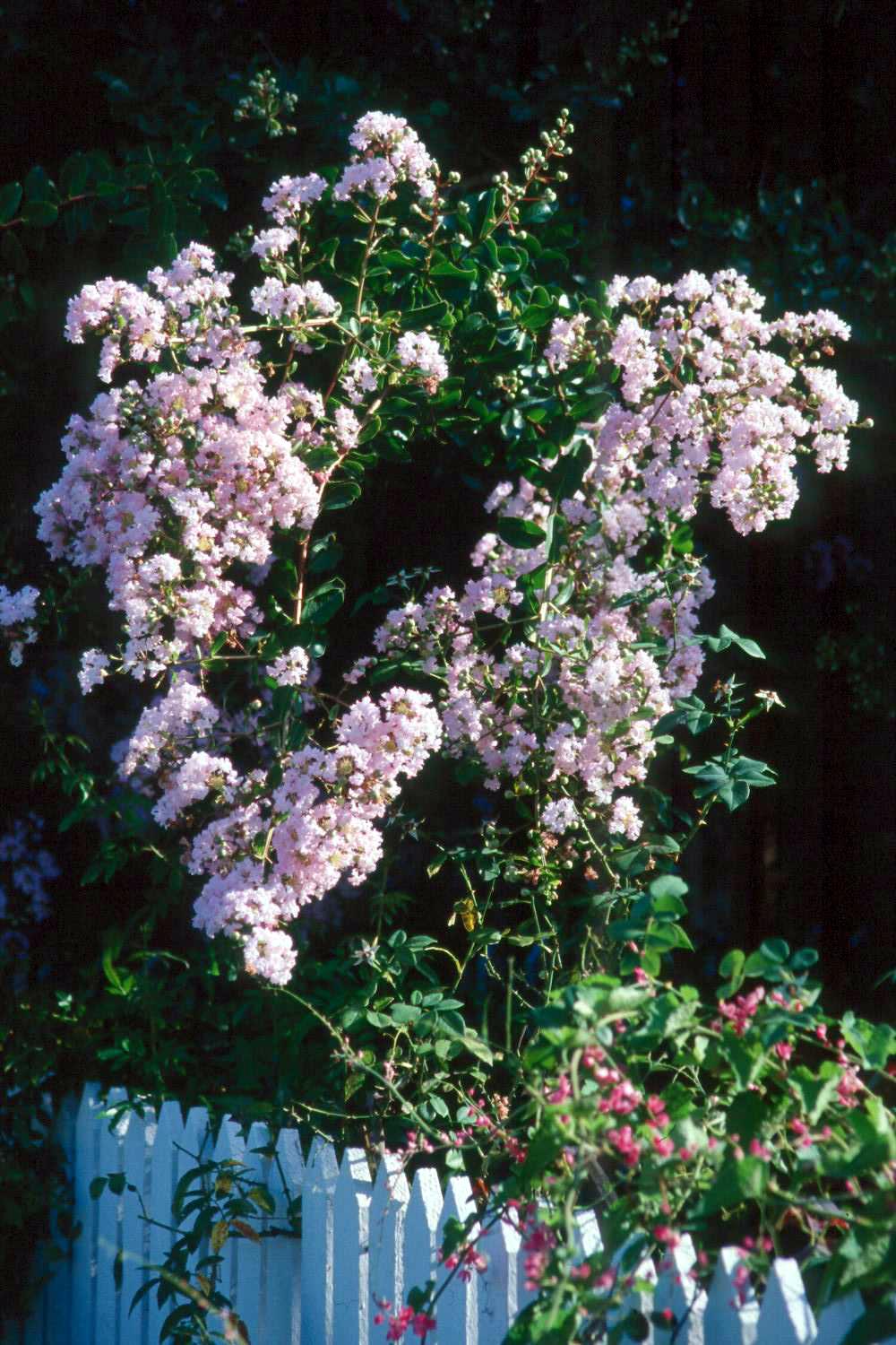 The crape myrtle is widely planted throughout the South because it flowers during the hot summer months when little else is in flower.