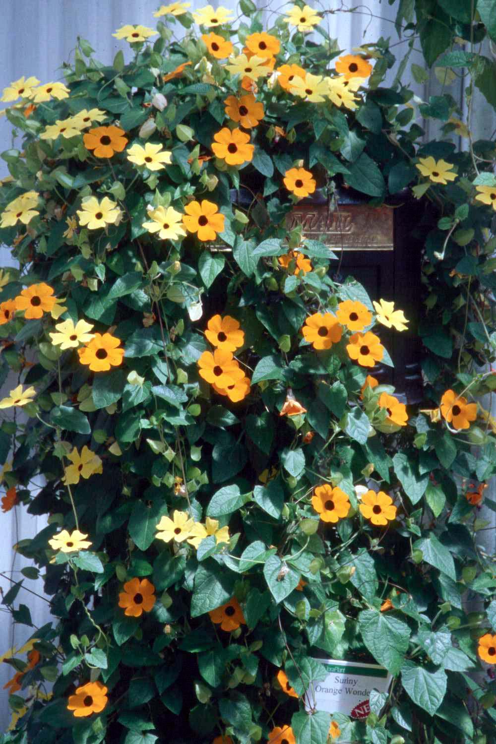 The black-eyed Susan is a very versatile vine. It can be grown at the entrance to the cottage garden or as a bright addition to the tropical garden. Regardless, grow them over an arbor along a fence. They will even work on the mailbox.