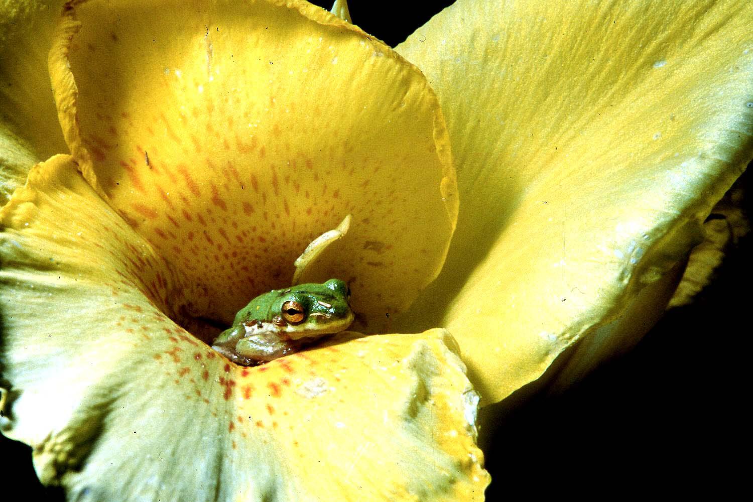 If you step outside this evening and listen, you will hear one of the most wonderful songs in nature, a nighttime melody coming from the green tree frogs.