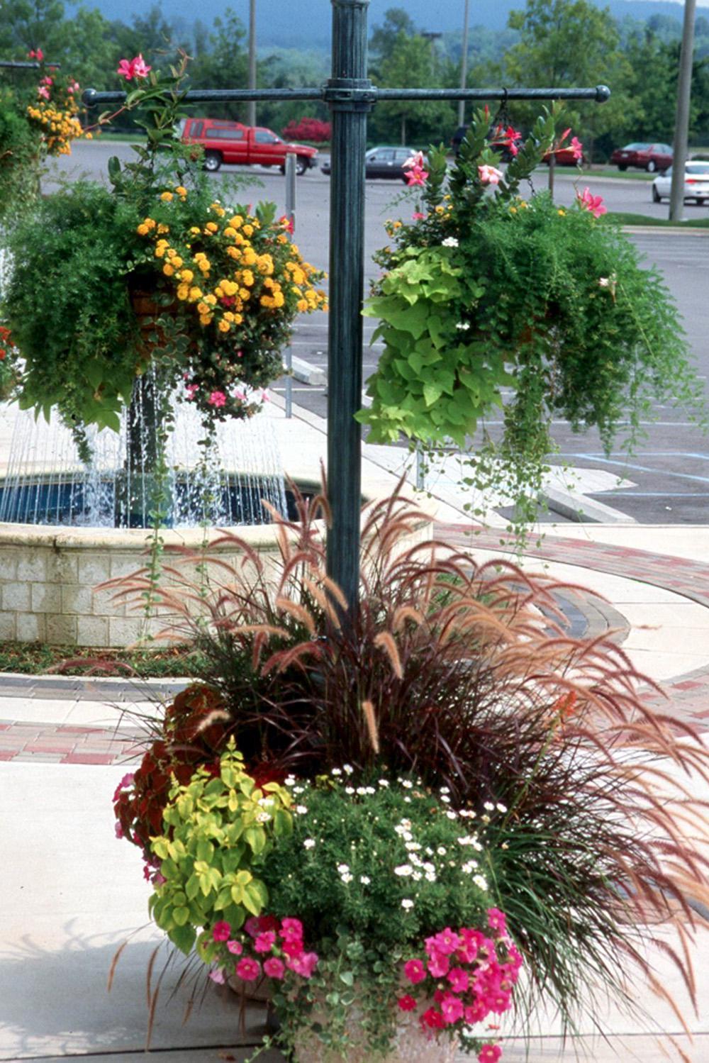 The plants are small, so don’t forget to use grasses like Purple Fountain as the center plant.