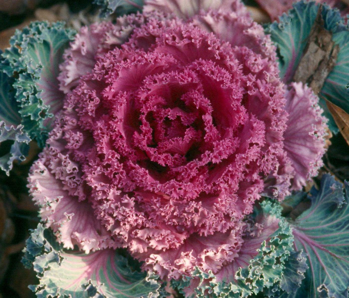 Flowering kale and cabbage are not eaten, but the leaves do make very decorative garnishes for holiday feasts.