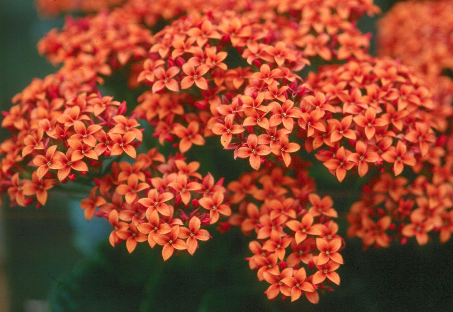 Kalanchoe is a member of the family known as Crassulaceae.