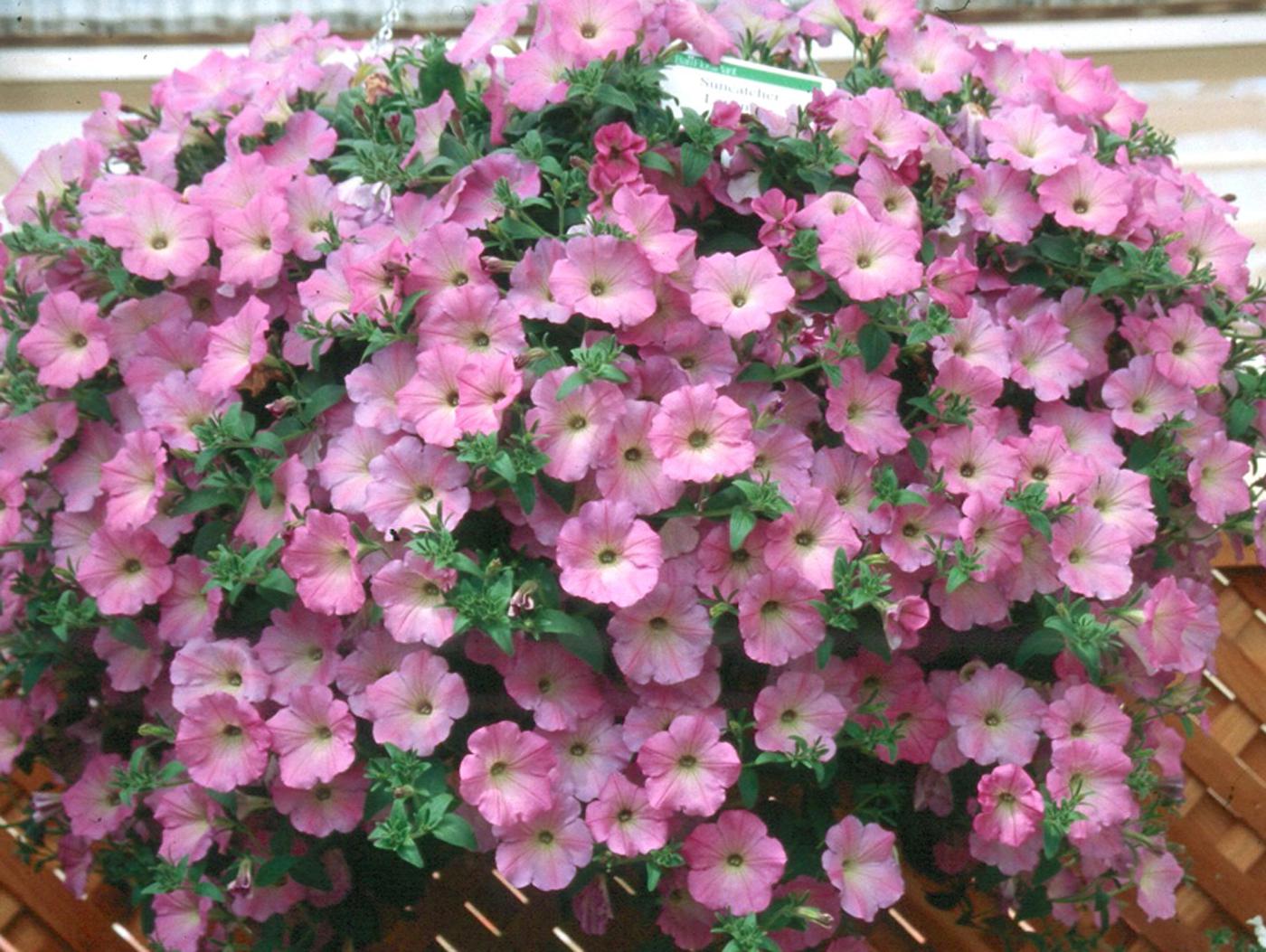 Ball Flora Plant, a division of Ball Seed, is introducing the Suncatcher series of petunias . These are large showy petunias that bring a bright, colorful impact to the garden or basket. 