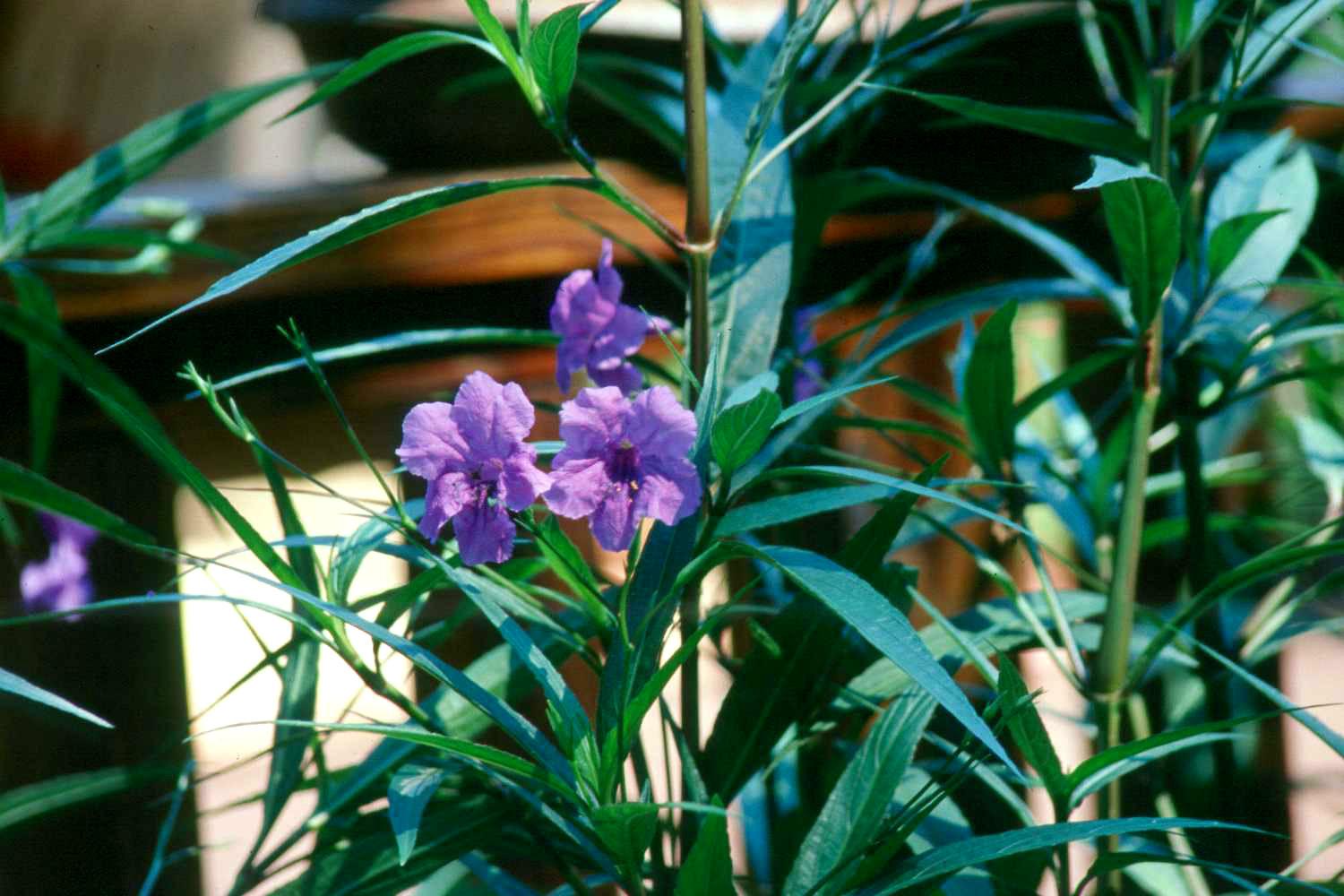 Ruellia has bluish-purple flowers that radiate color from the plant. The deep-green foliage with hints of burgundy is attractive and works well in combination plantings.