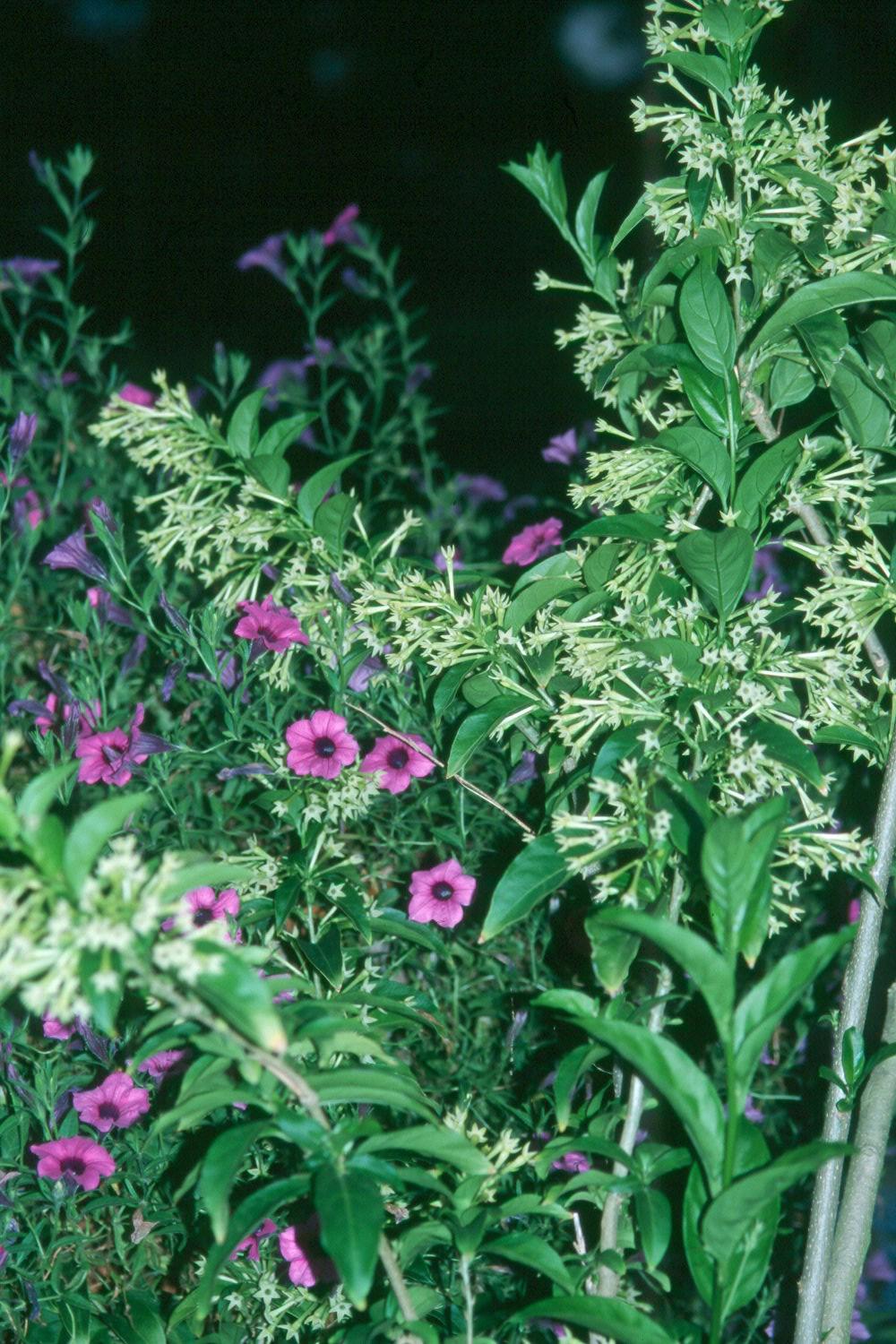The yellow, trumpet-shaped flowers of the Night Jasmine give an enticing fragrance during several bloom cycles from spring until frost. Here it is grown with Petunia integrifolia.
