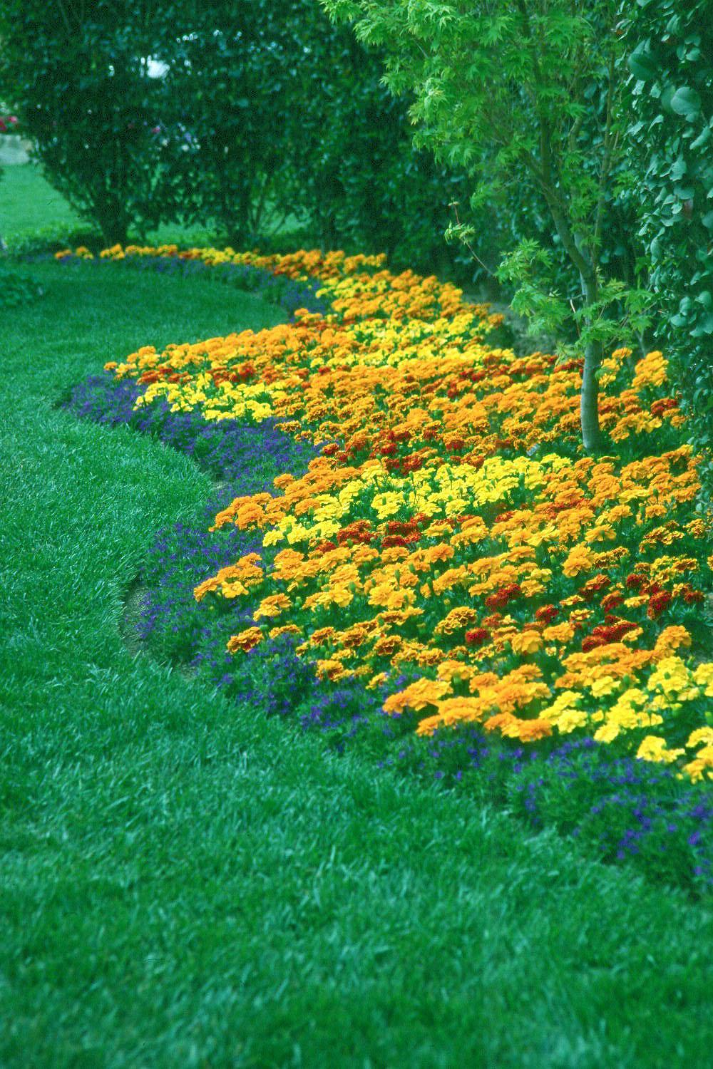 The small-flowered French Marigolds and blue-flowered lobelia create a dazzling landscape display when planted together.