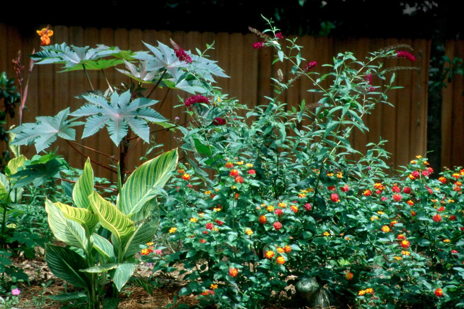 The castor bean with its large palante leaves looks exotic and tropical in this garden with cannas, lantana and buddleia.