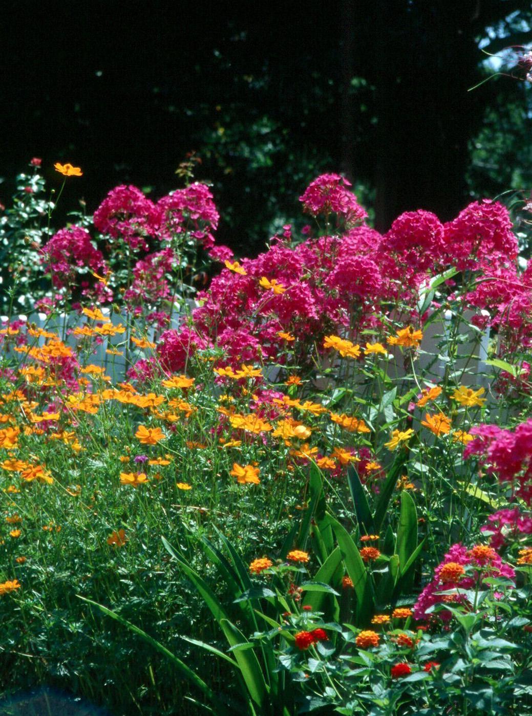 The bright orange cosmos and hot pink phlox make the summer flower garden a blaze of color.