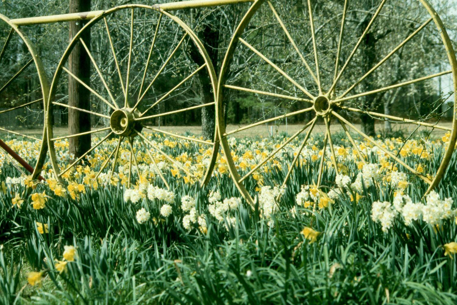 The narcissus is a stalwart garden favorite.