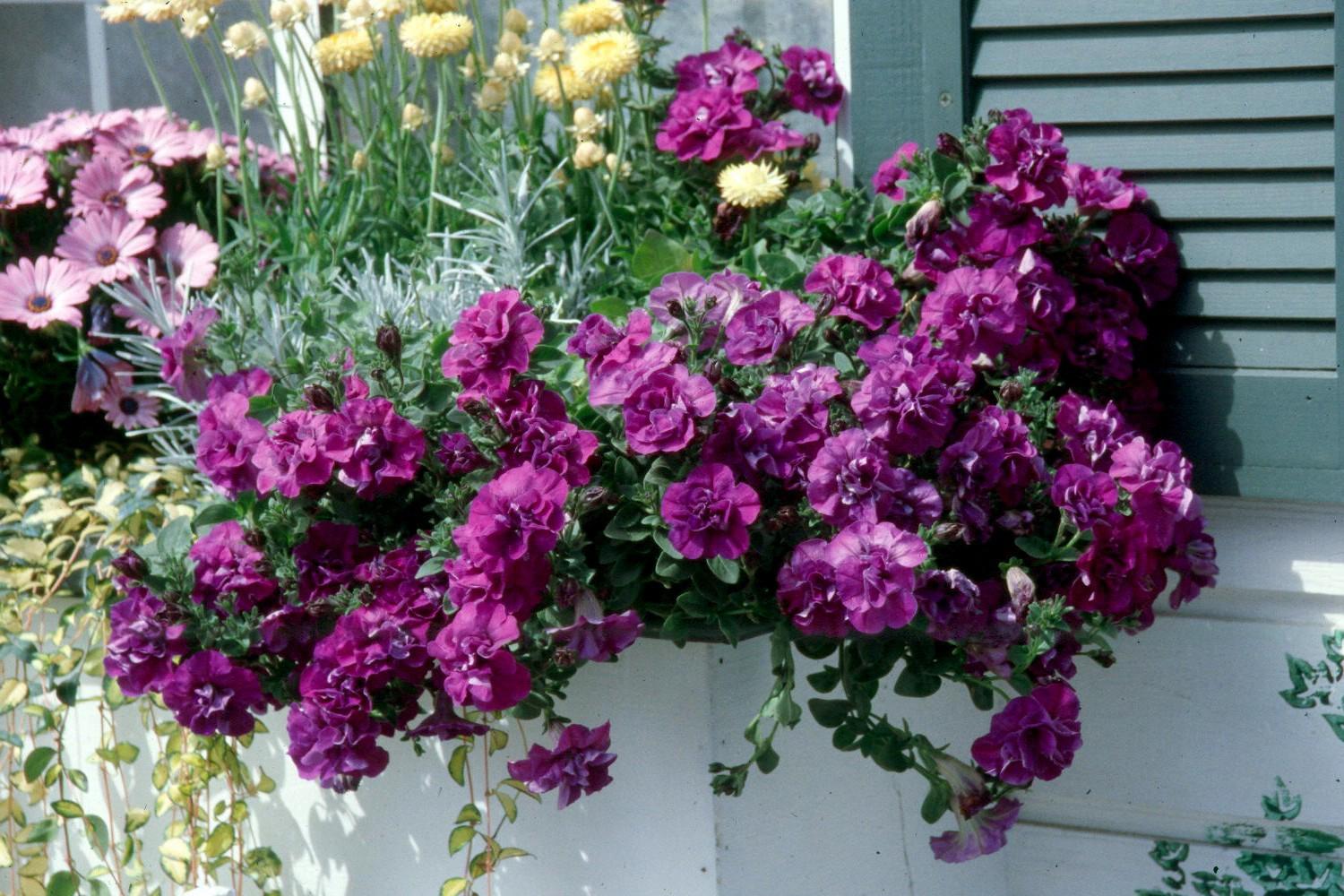 Marco Polo double petunias, variegated vinca, silver helichrysum and straw flowers make for an award-winning window-box planting. (large photo)