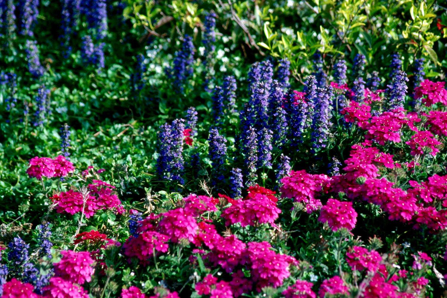 The bright blue blossoms of the ajuga stand tall and colorful in combination with these pink Babylon verbenas.
