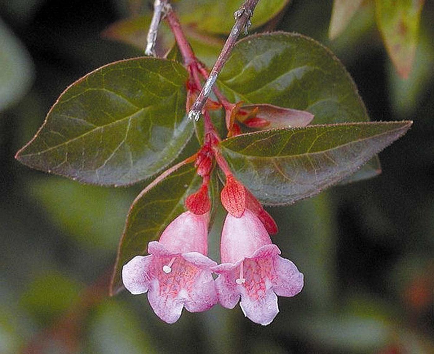 Edward Gaucher abelia is a 2003 Mississippi Medallion winner for its ability to thrive in the Hospitality State. This low-maintenance plant will yield months of blooms to delight hummingbirds, butterflies and people. 